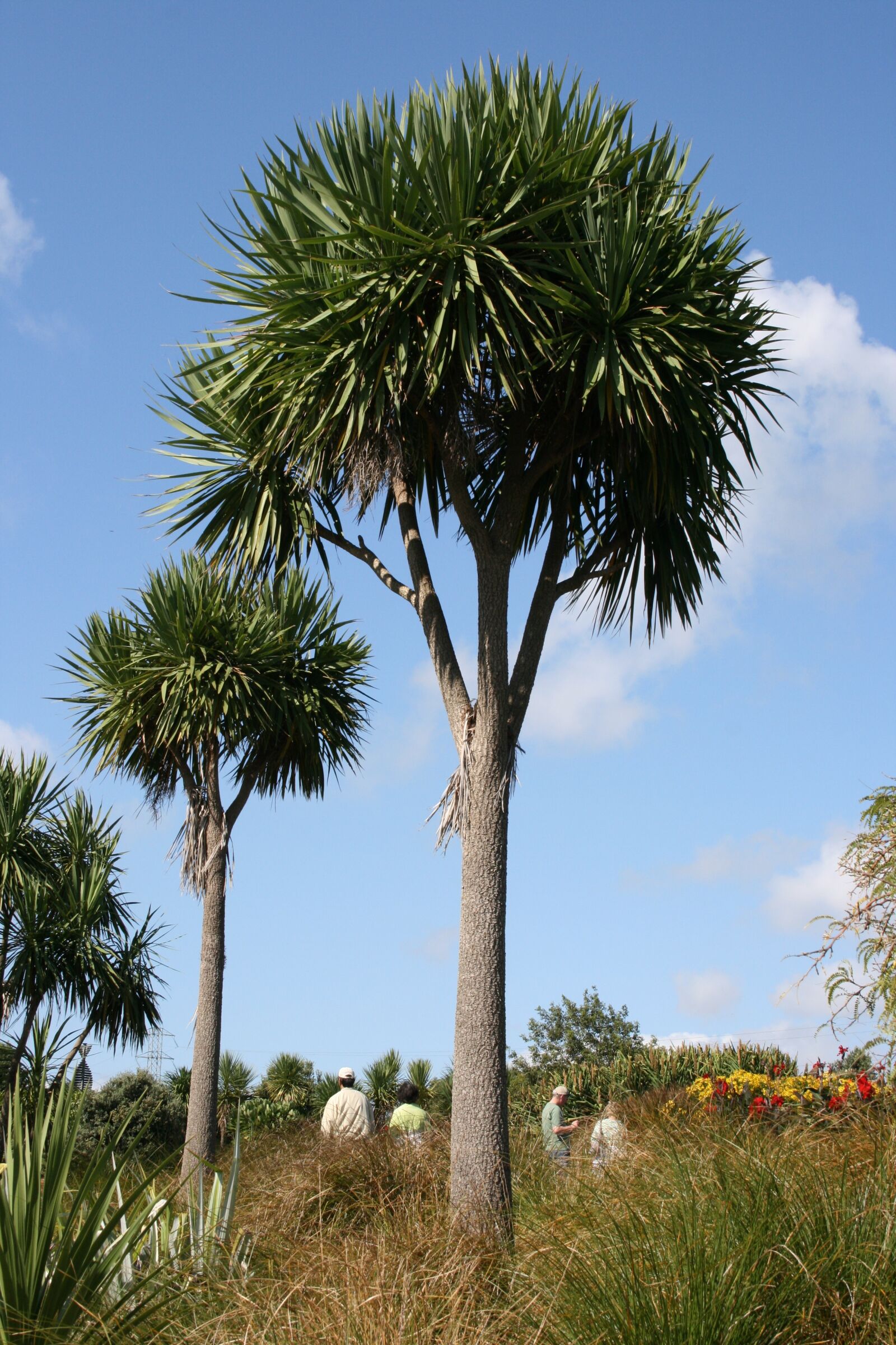 Canon EOS 400D (EOS Digital Rebel XTi / EOS Kiss Digital X) sample photo. Palm trees, cordyline australis photography