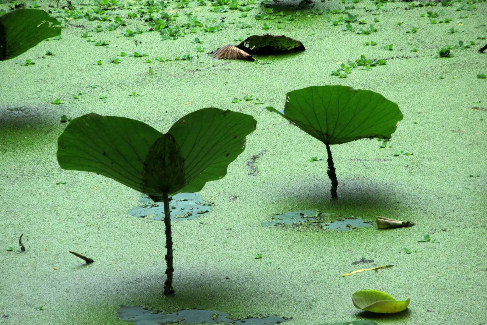 Canon PowerShot SX620 HS sample photo. Aquatic plant, pond, green photography