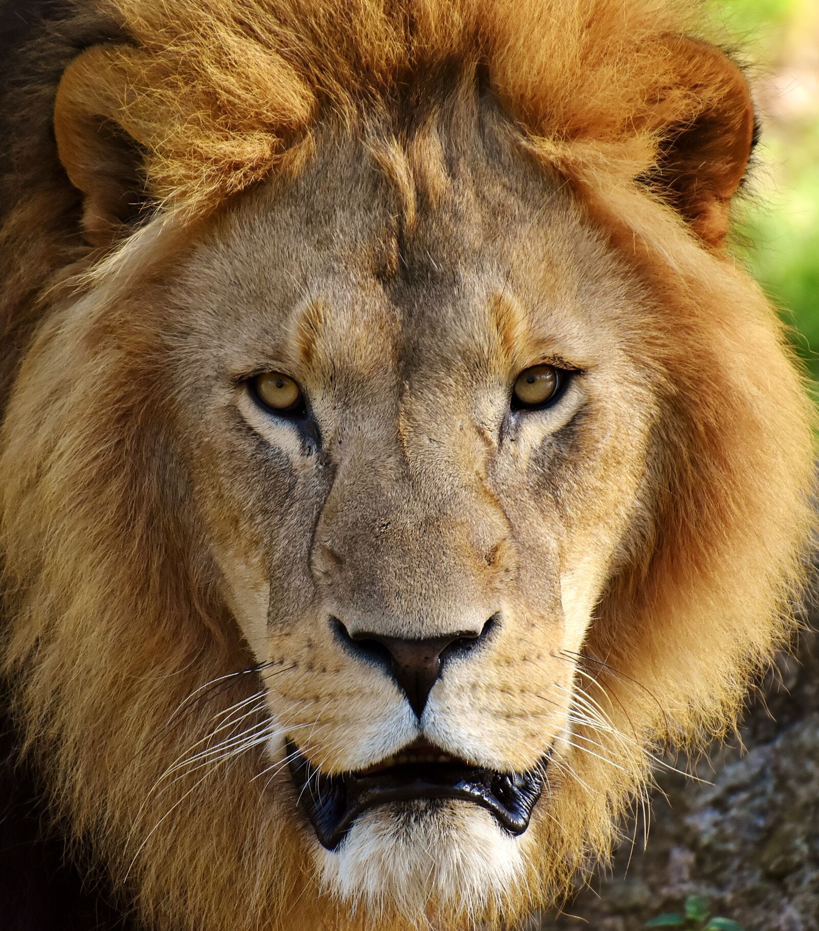 Nikon D7200 sample photo. Lion, predator, dangerous photography