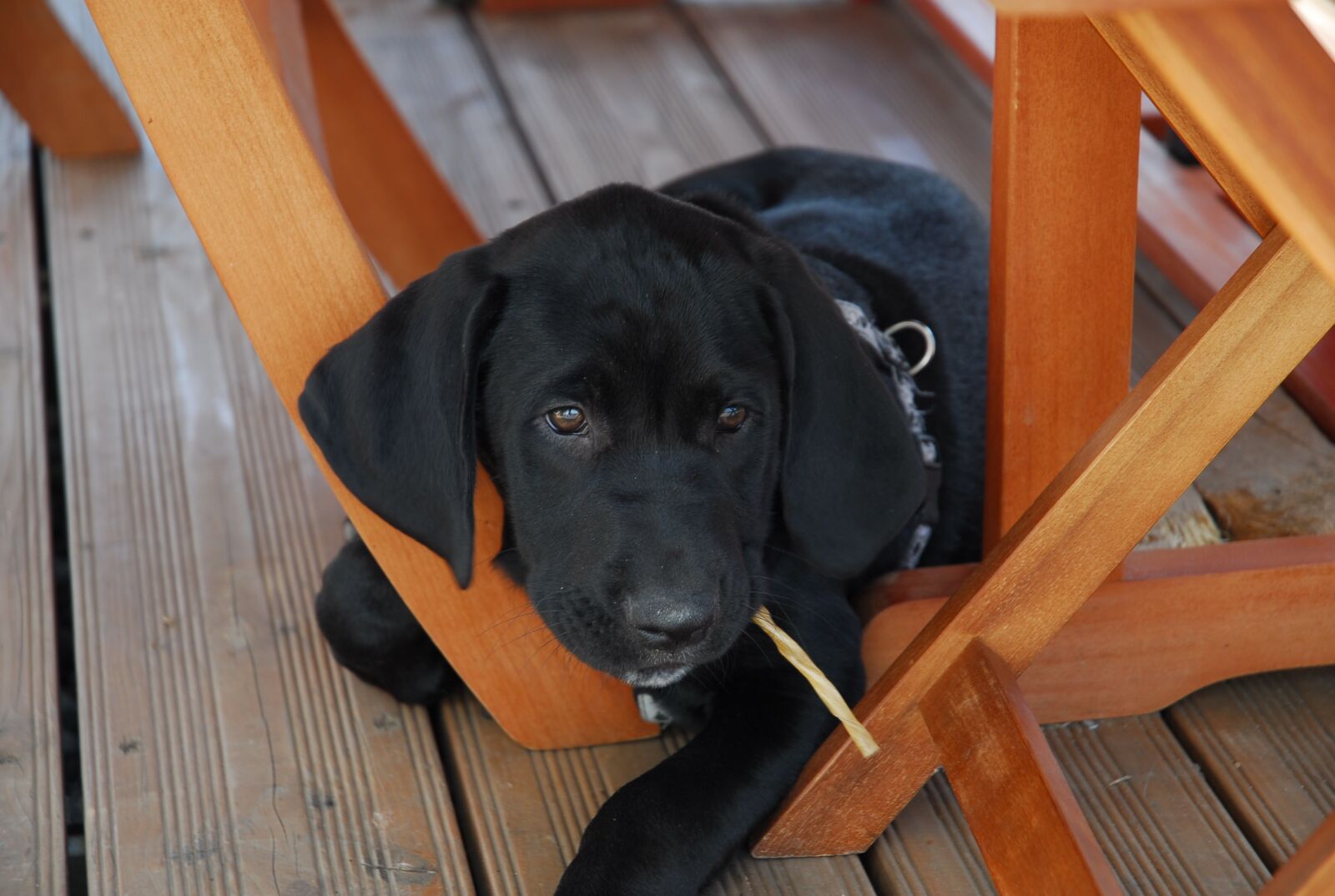Nikon D200 sample photo. Dog puppies, sweet, cute photography