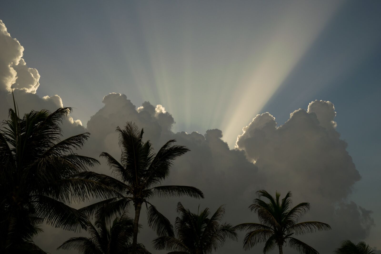 Nikon D5300 sample photo. Caribbean, palm tree, sky photography