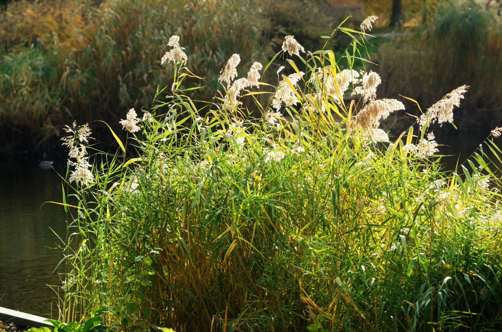 Nikon D5100 sample photo. Landscape, nature, autumn photography