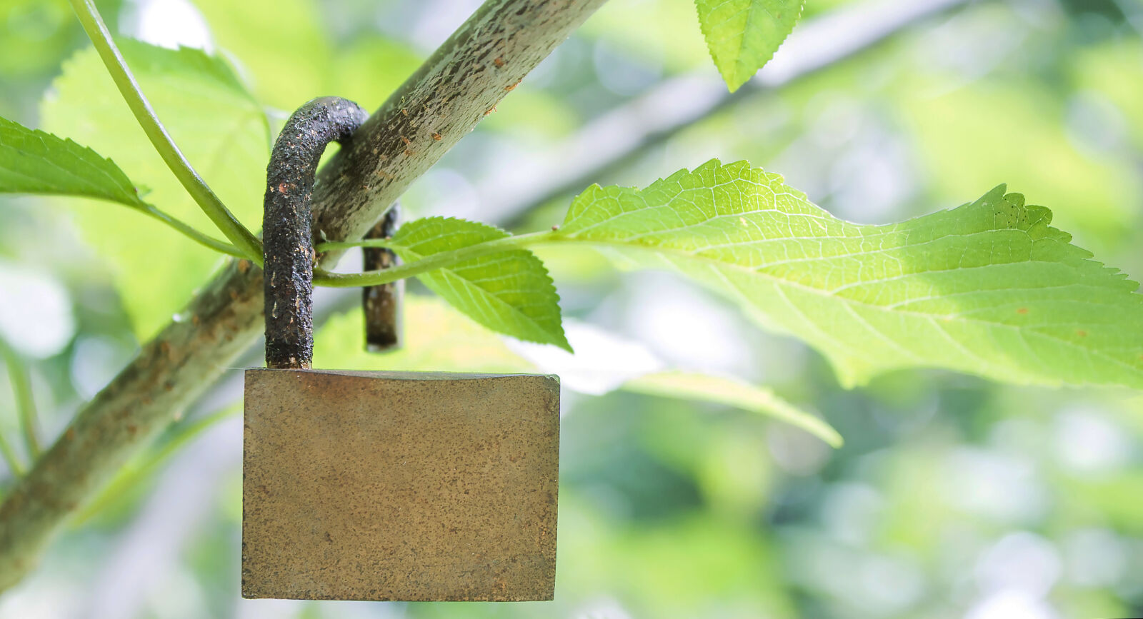 Canon EOS 1100D (EOS Rebel T3 / EOS Kiss X50) sample photo. Branch, green, leaves, lock photography