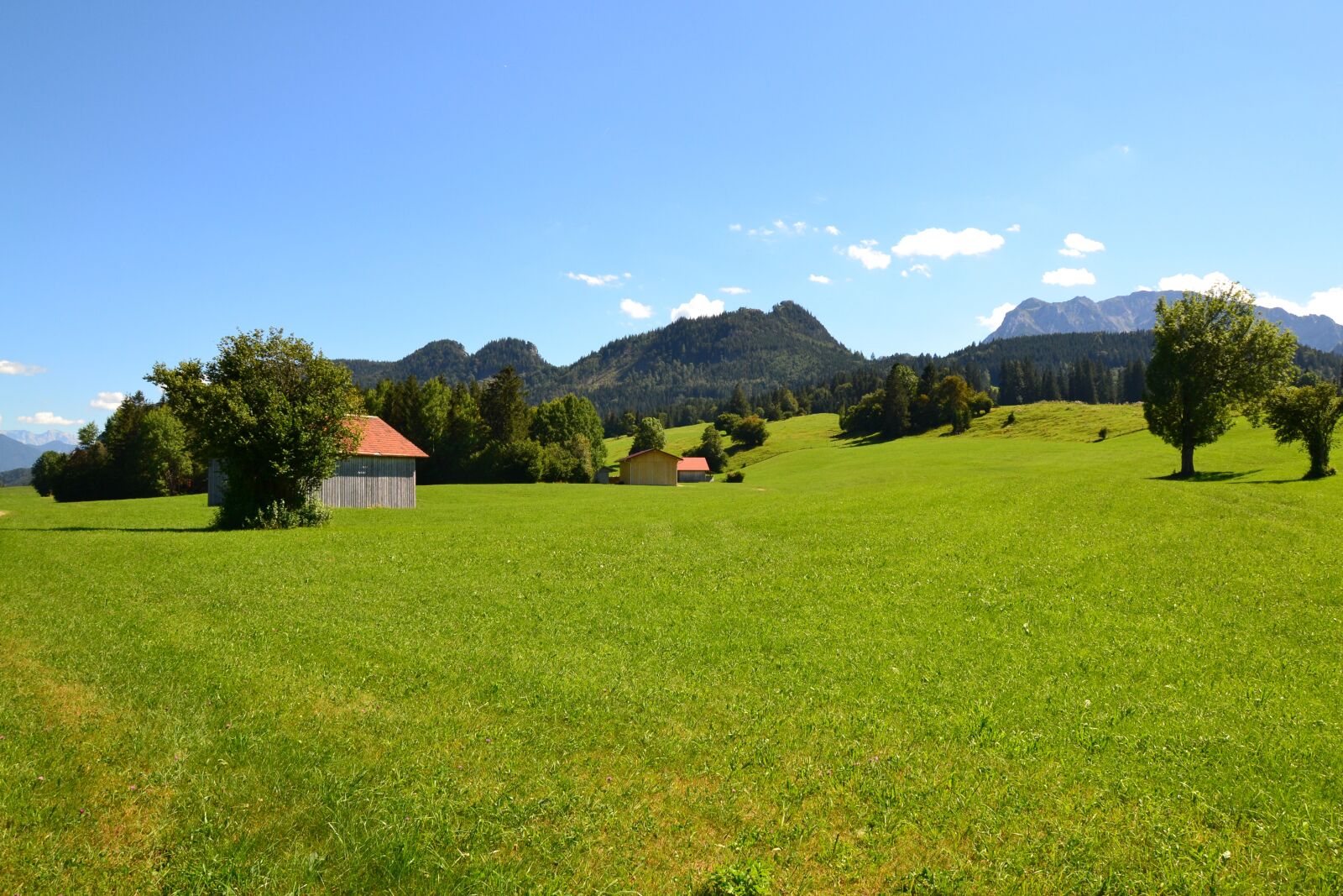 Nikon D3100 sample photo. Allgäu, meadow, nature photography