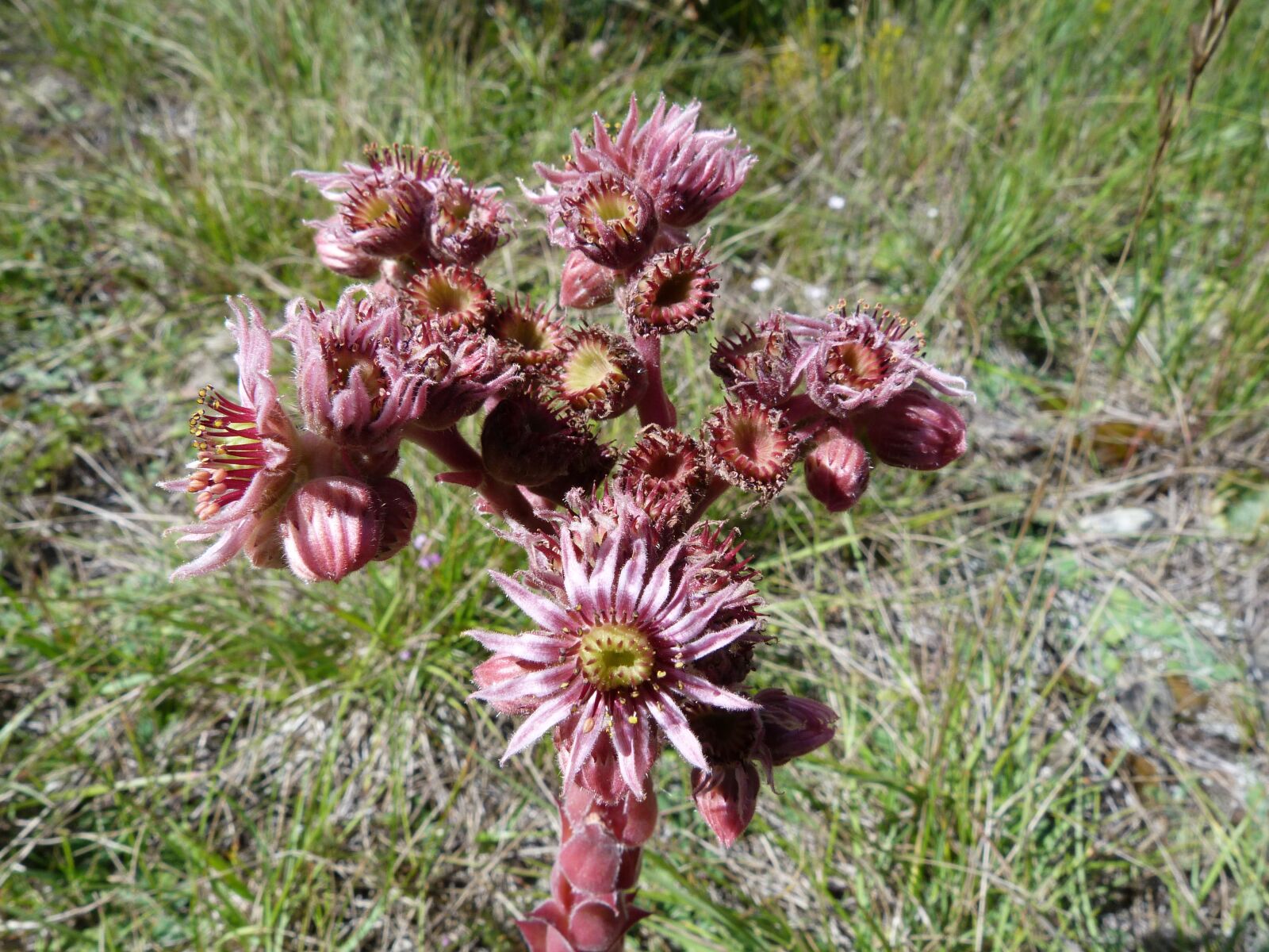 Panasonic Lumix DMC-FZ40 (Lumix DMC-FZ45) sample photo. Flower, nature, alps photography