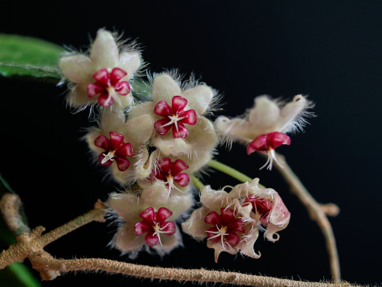 Olympus E-500 (EVOLT E-500) sample photo. Hoya, flower, flowering photography