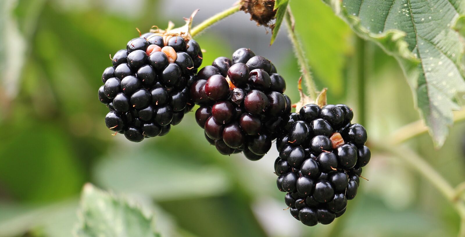 Canon EOS 550D (EOS Rebel T2i / EOS Kiss X4) sample photo. Blackberries, bramble, berries photography
