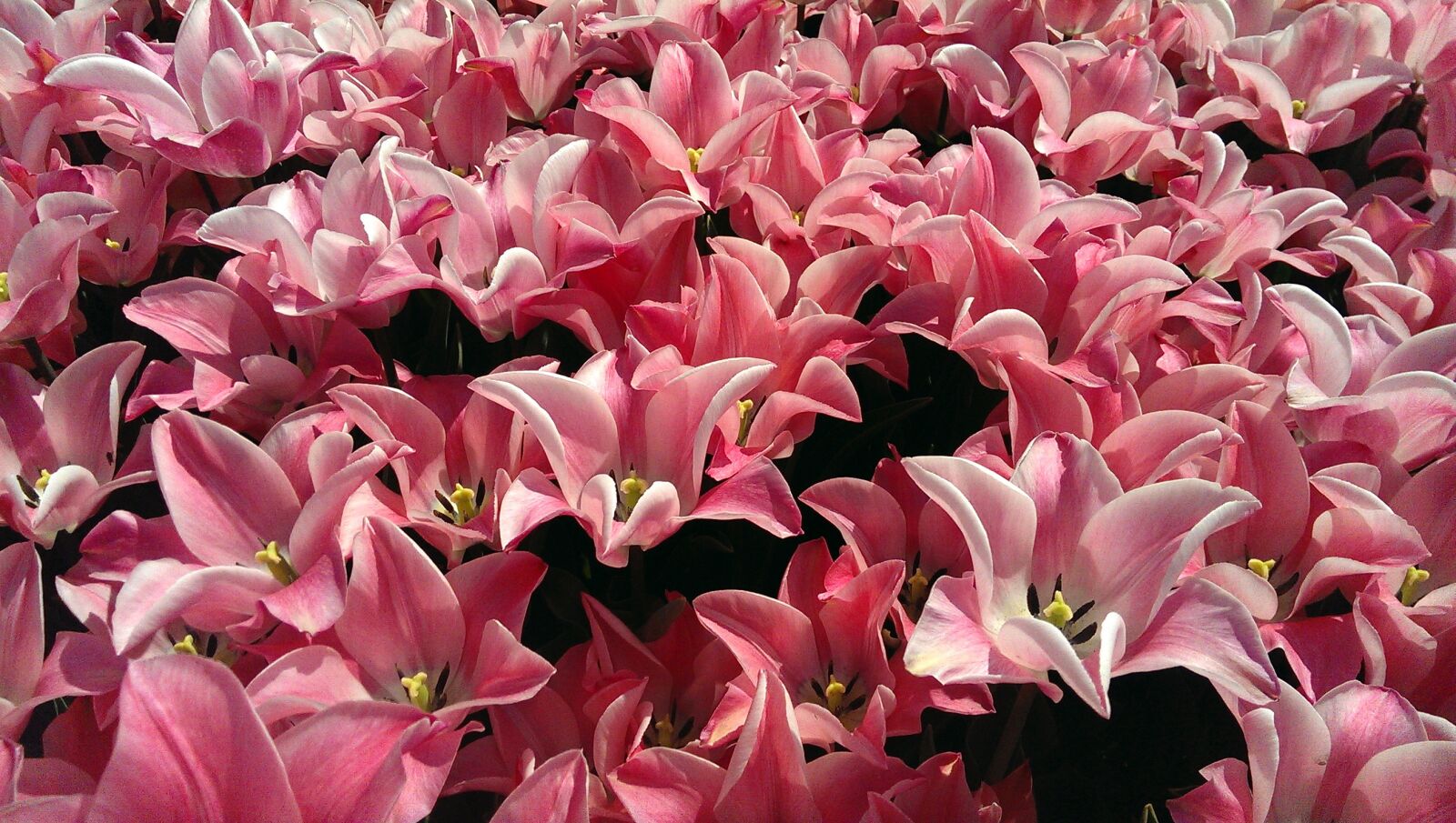 HTC ONE sample photo. Tulips, tulip, bulb photography