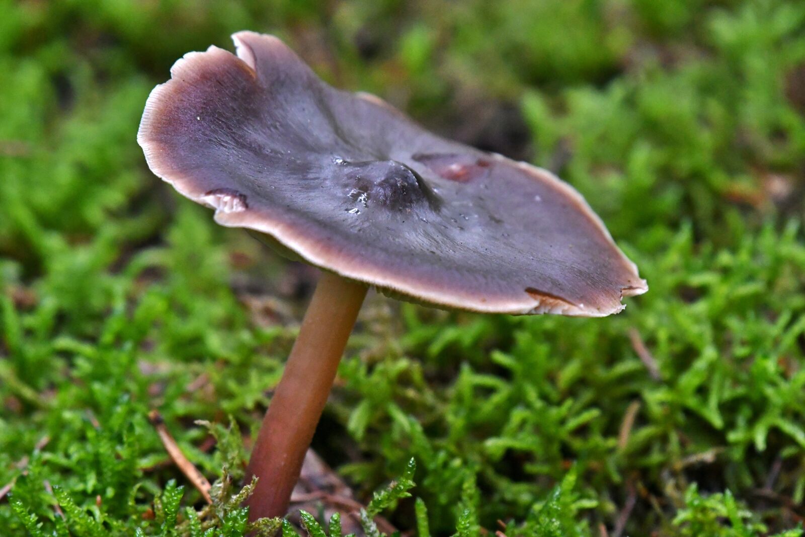Nikon D500 sample photo. Mushroom, autumn, forest land photography