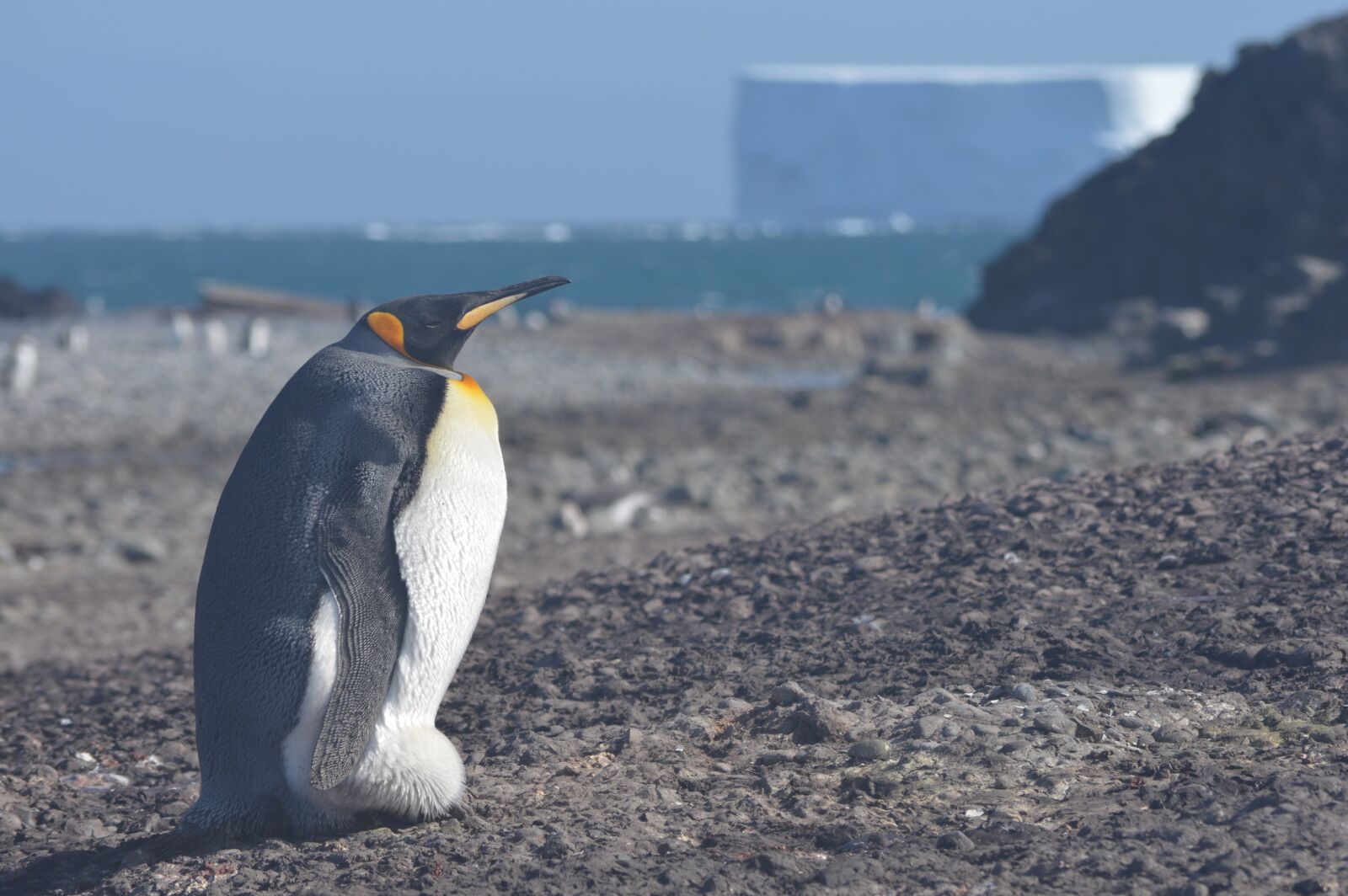 Nikon D3200 sample photo. Penguin, animals, ave photography