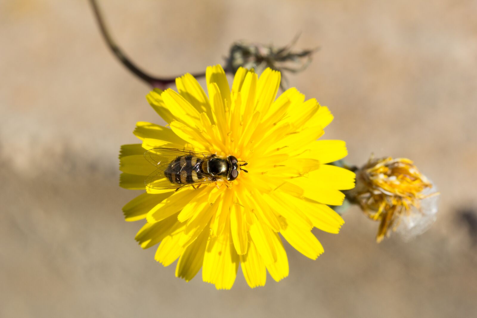 Canon EOS 60D sample photo. Fly, hoverfly, insect photography