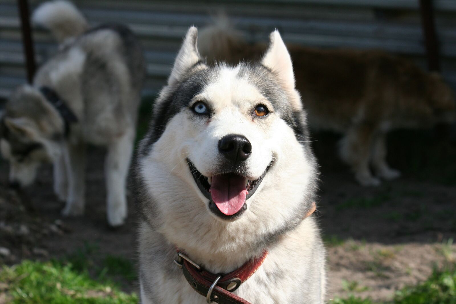 Canon EOS 350D (EOS Digital Rebel XT / EOS Kiss Digital N) sample photo. Different eyes, husky, animals photography