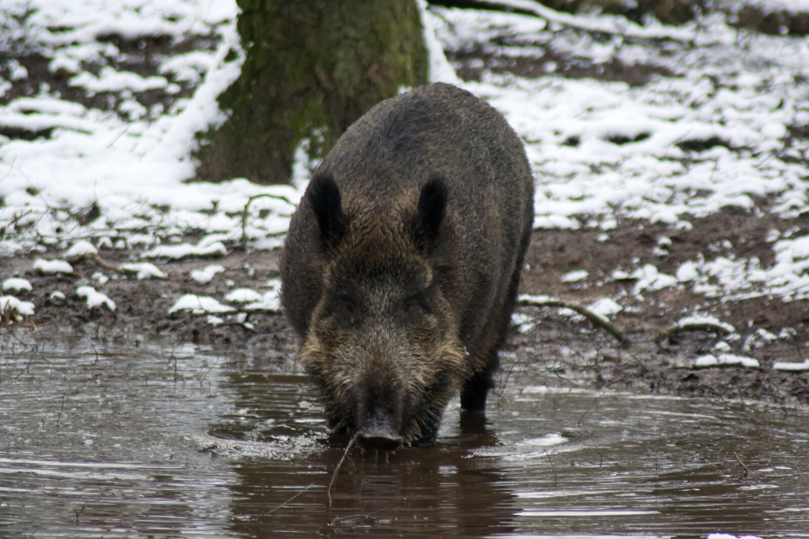 Nikon D3100 sample photo. Waters, animal world, nature photography