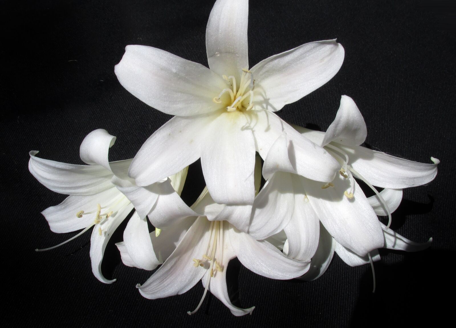 Canon PowerShot SX170 IS sample photo. Flower, white, belladonna photography