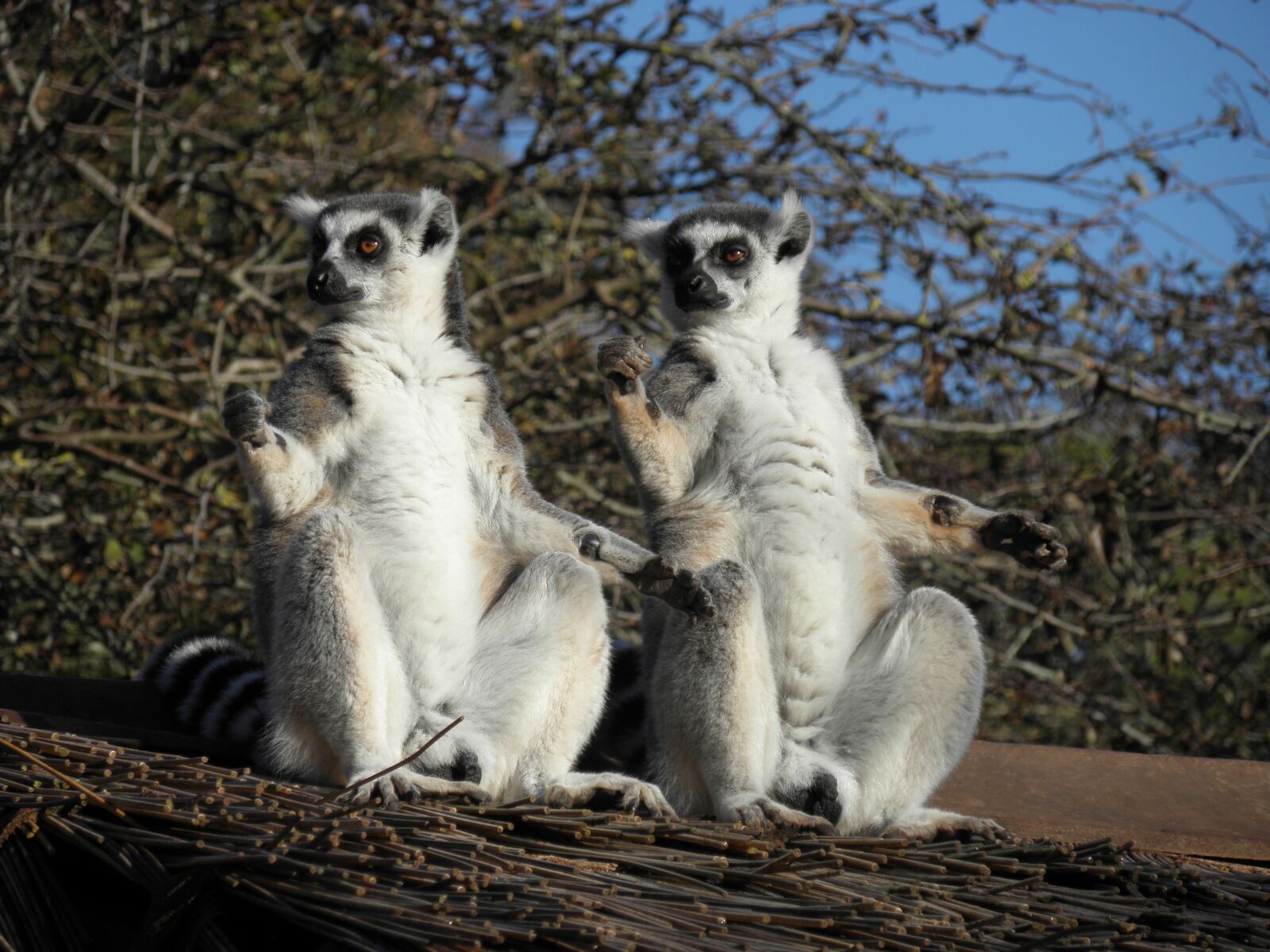 Olympus SP590UZ sample photo. Lemur, primates, wildlife photography
