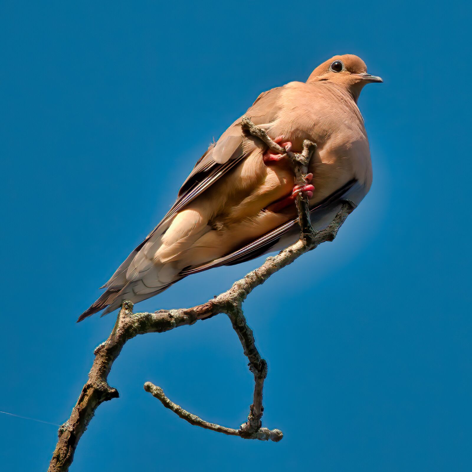 Nikon D750 sample photo. Dove, mourning dove, turtle photography