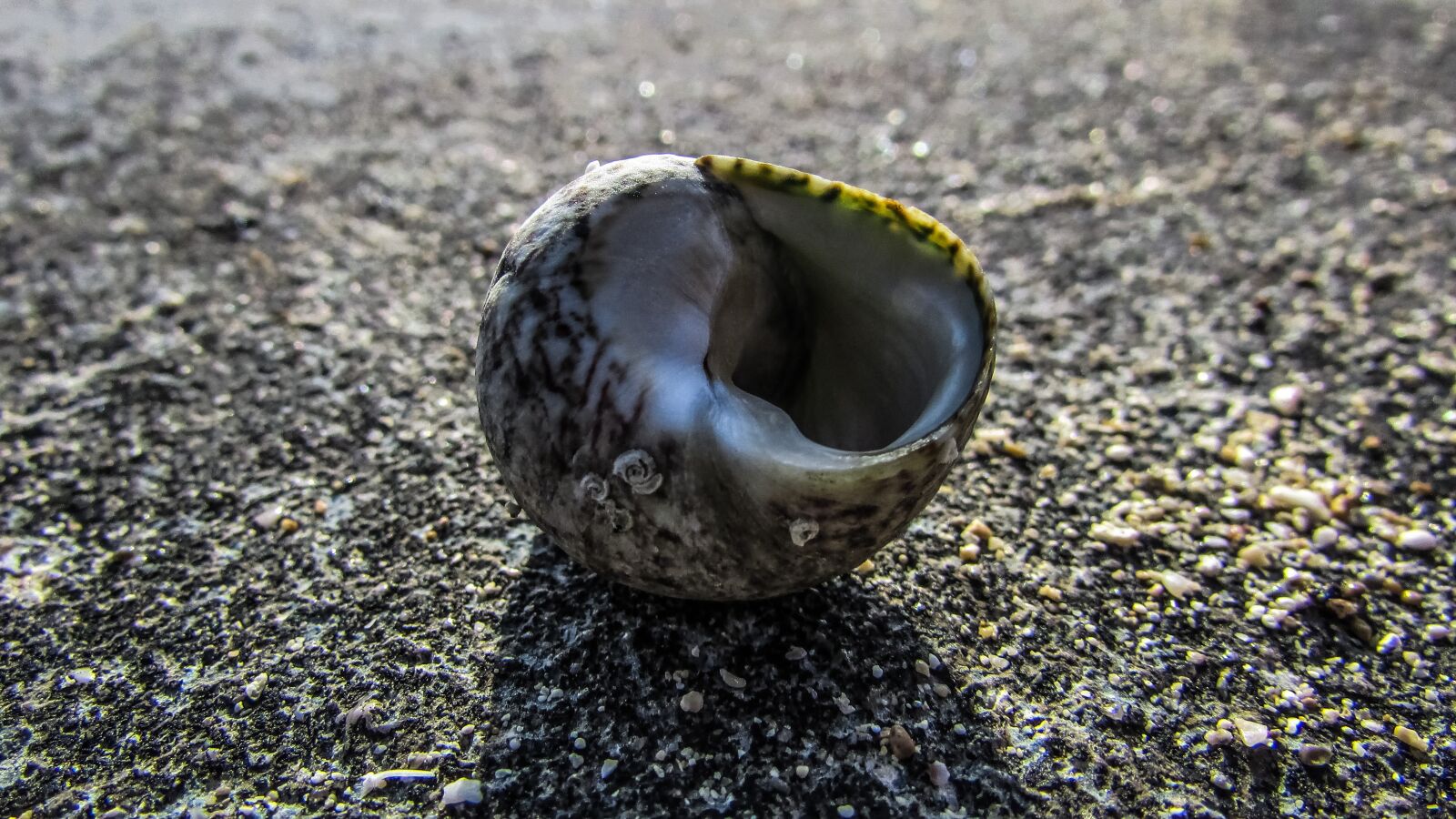 Canon PowerShot SX400 IS sample photo. Shell, beach, nature photography