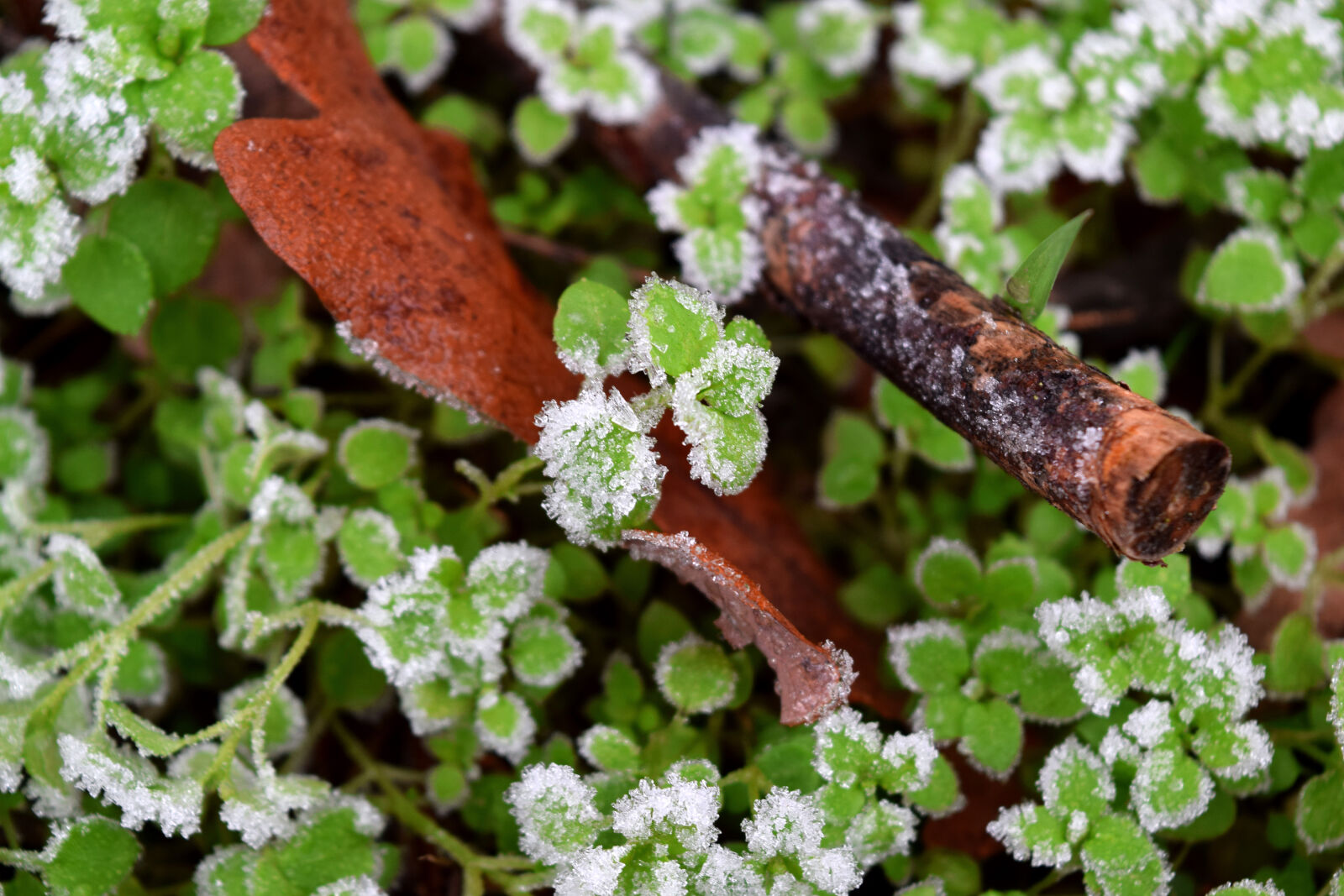 Nikon D3300 sample photo. Autumn, frost, leaf, nature photography