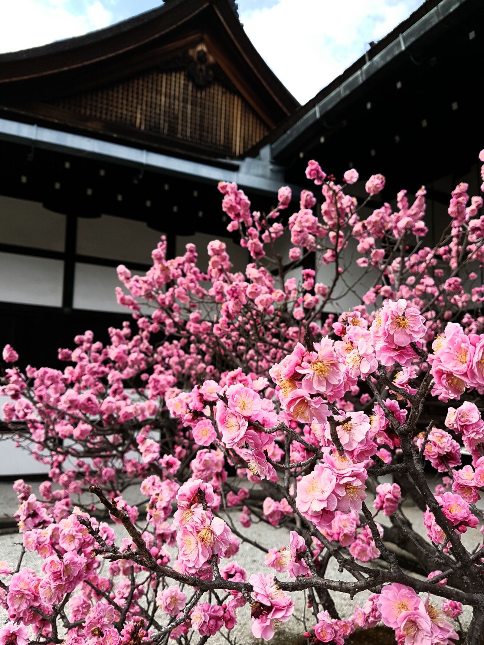 Samsung Galaxy S7 Edge sample photo. Cherry blossom, japan, kyoto photography