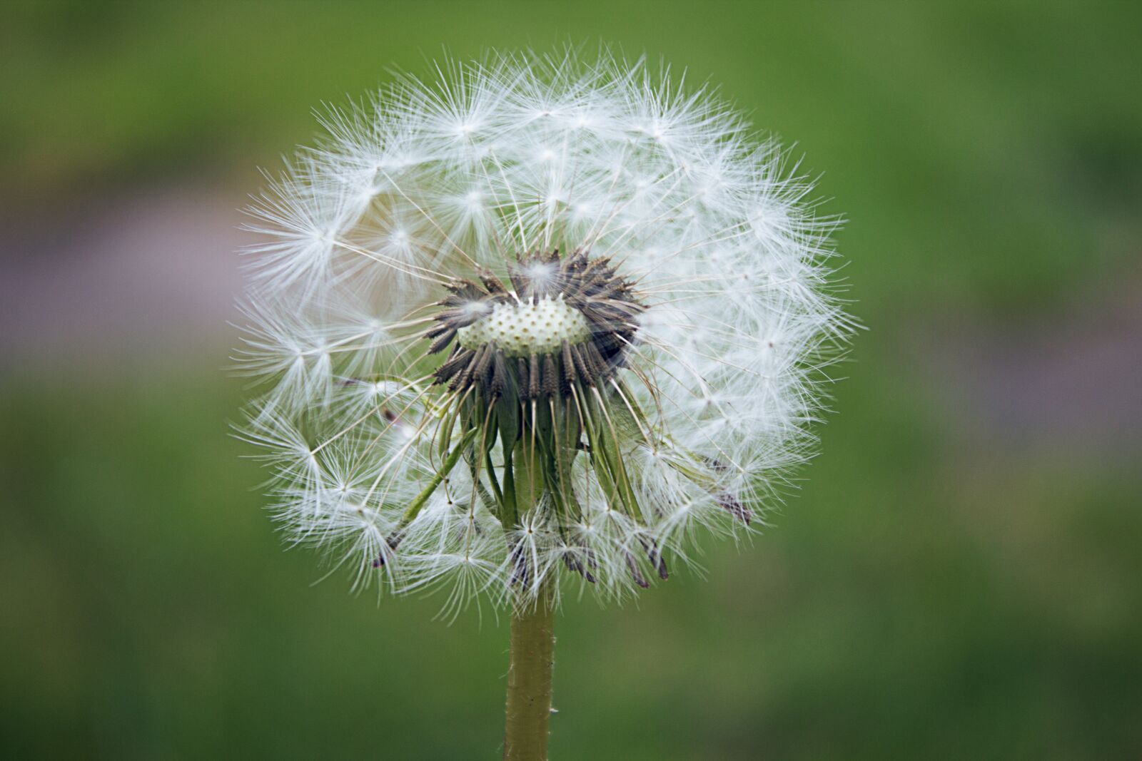 Canon EOS 1100D (EOS Rebel T3 / EOS Kiss X50) sample photo. Dandelion, nature, plant photography