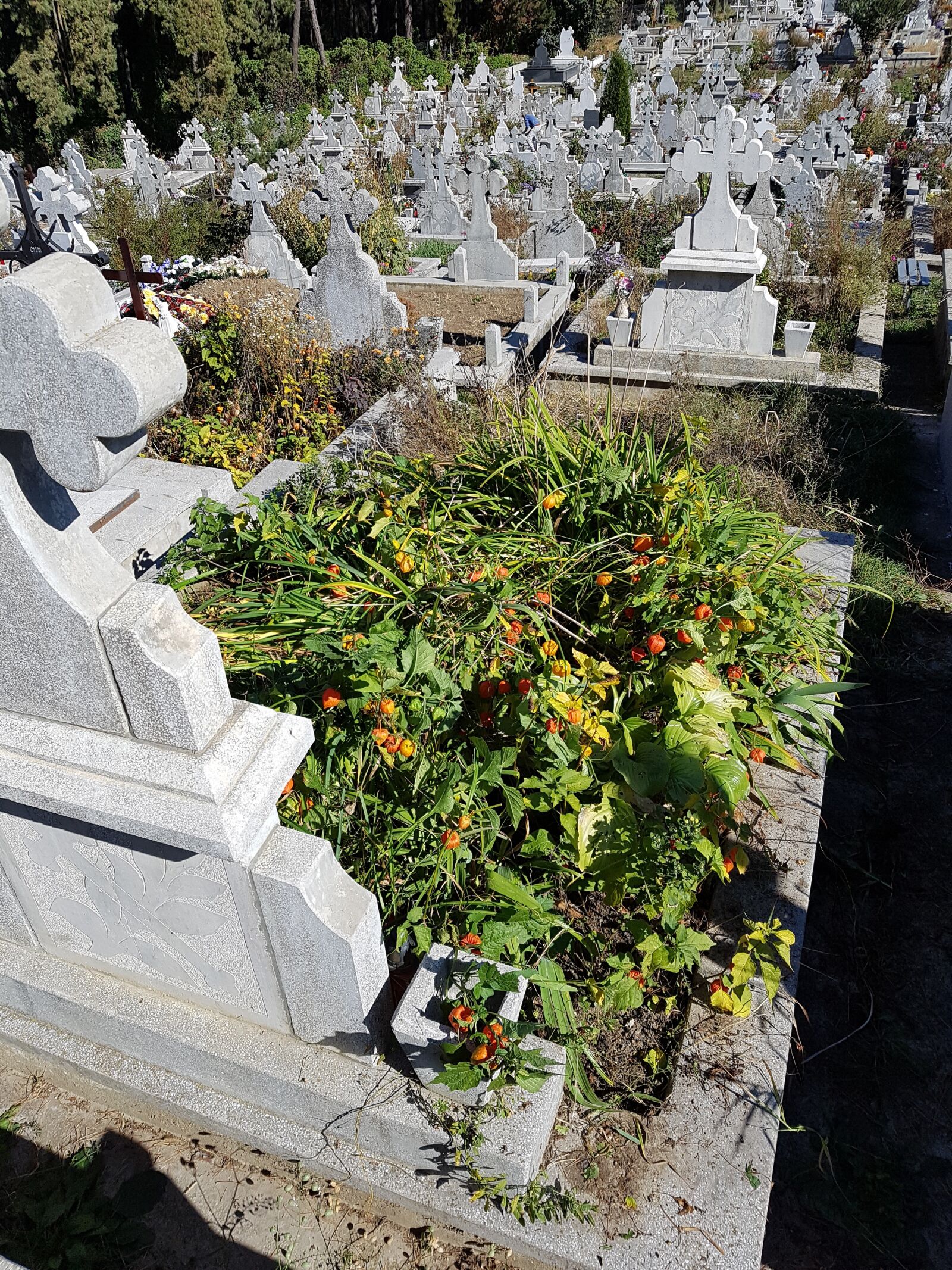 Samsung Galaxy S7 sample photo. Cemetery, cross, the death photography