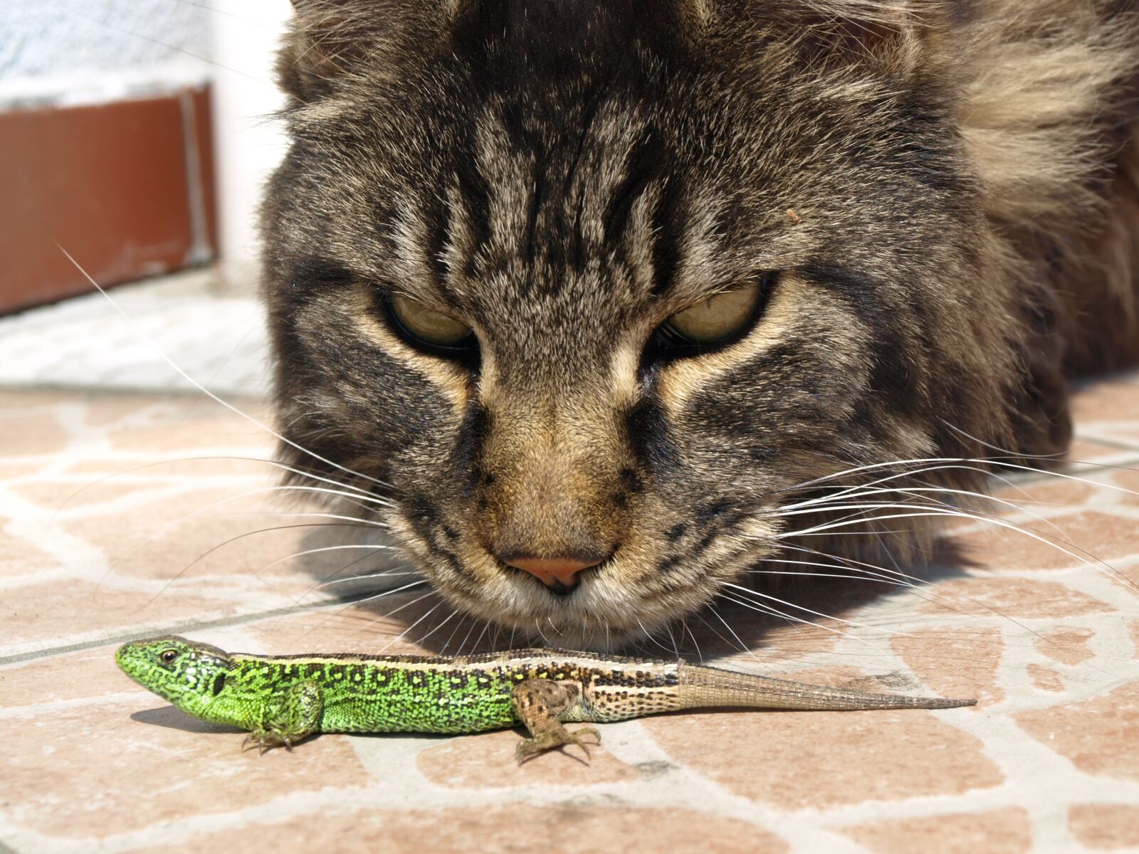 Olympus E-410 (EVOLT E-410) sample photo. Cat, the lizard, observation photography