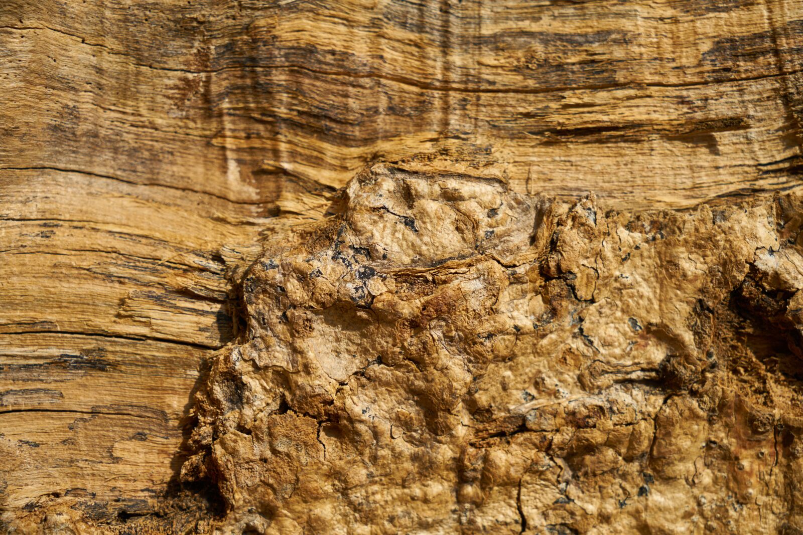 Sony a7R II sample photo. Wood, tree, texture photography