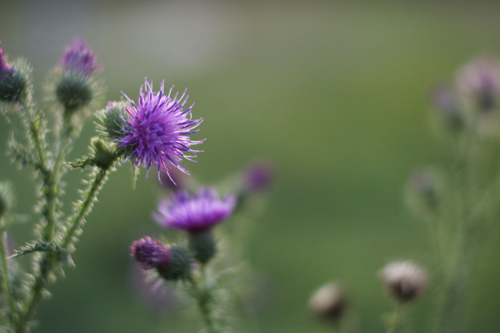 Nikon D3100 sample photo. Flower, flora, flowers photography