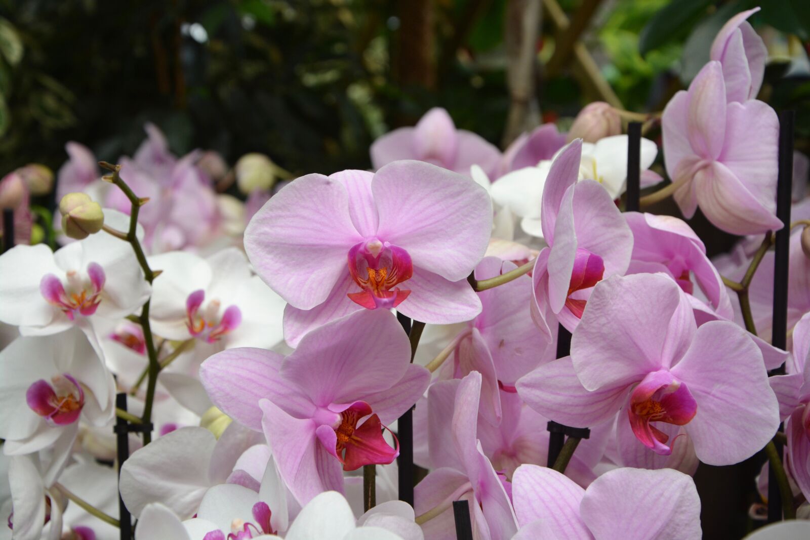 Nikon D5200 sample photo. Flowers pink orchid, decoration photography