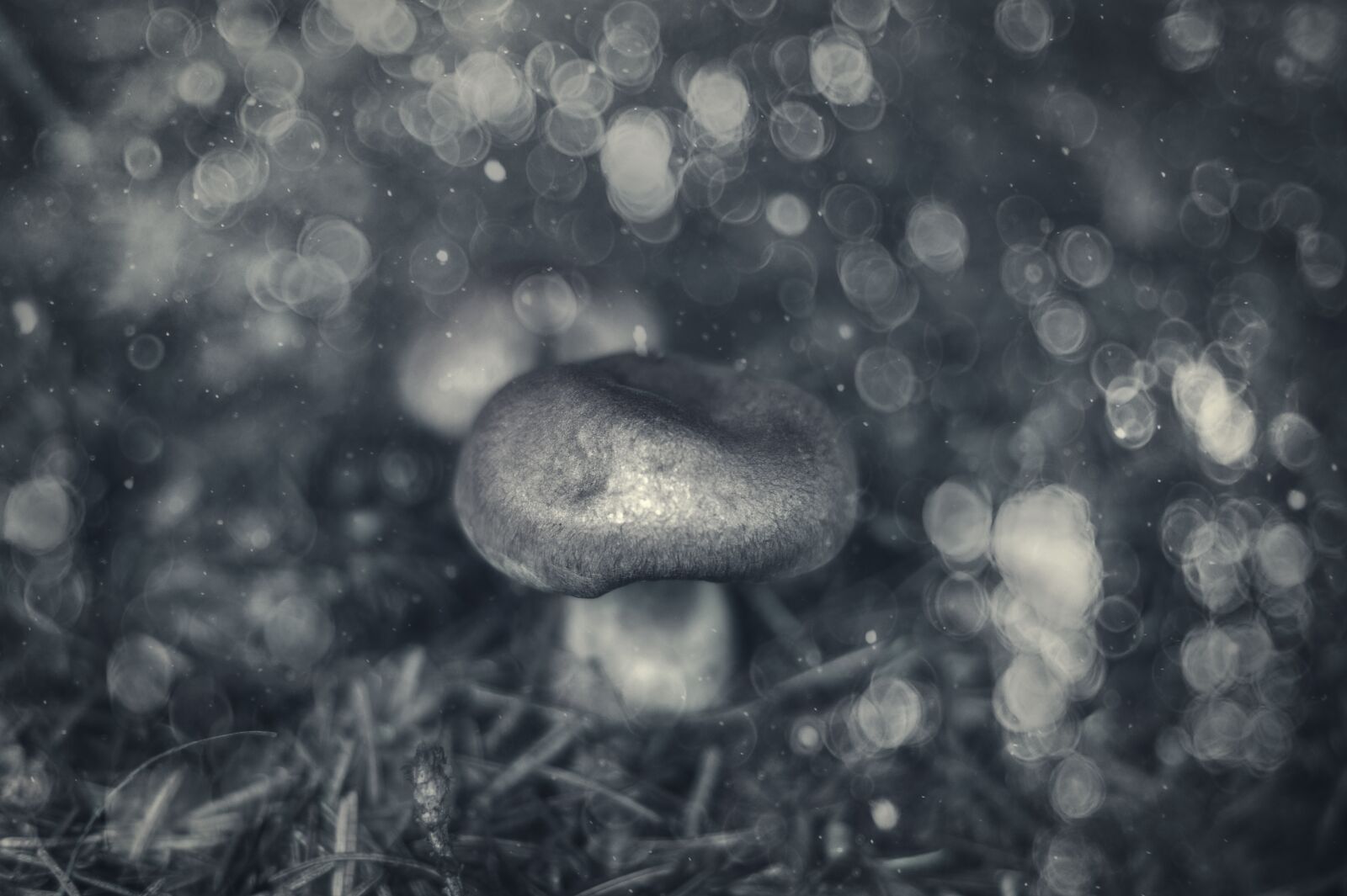 Sony SLT-A58 + Sony DT 50mm F1.8 SAM sample photo. Mushroom, forest, mushroom wood photography