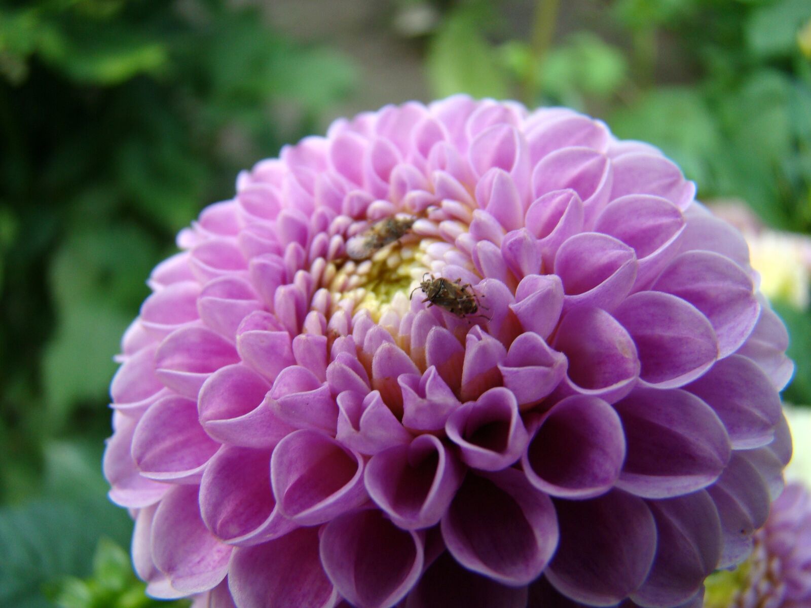 Sony Cyber-shot DSC-H50 sample photo. Flower, insect, beetle photography