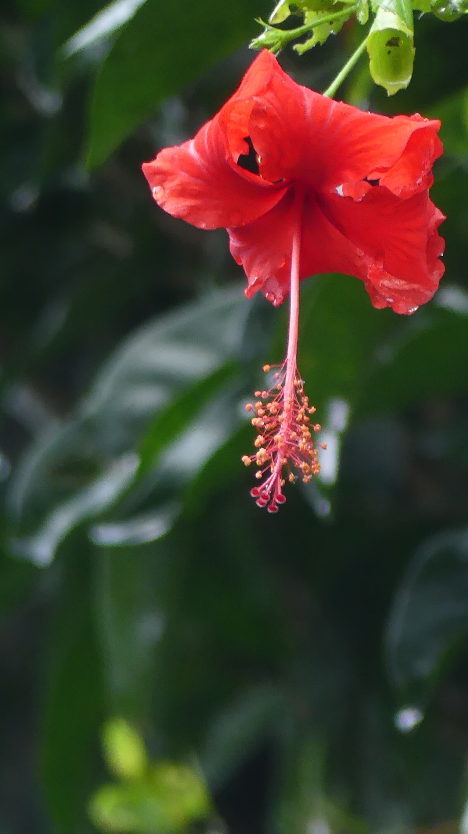 Panasonic Lumix DMC-FZ300 sample photo. Hibiscus, flower, tropical photography