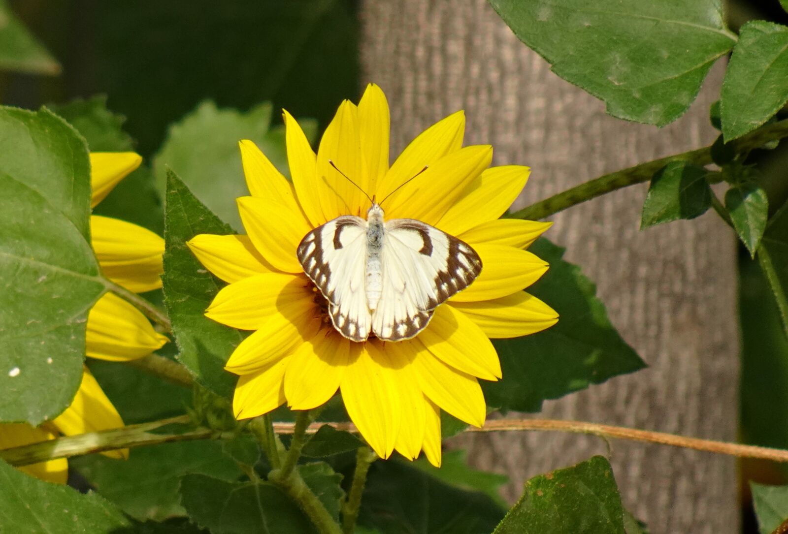 Sony DSC-WX800 sample photo. Butterfly, pioneer white, insect photography