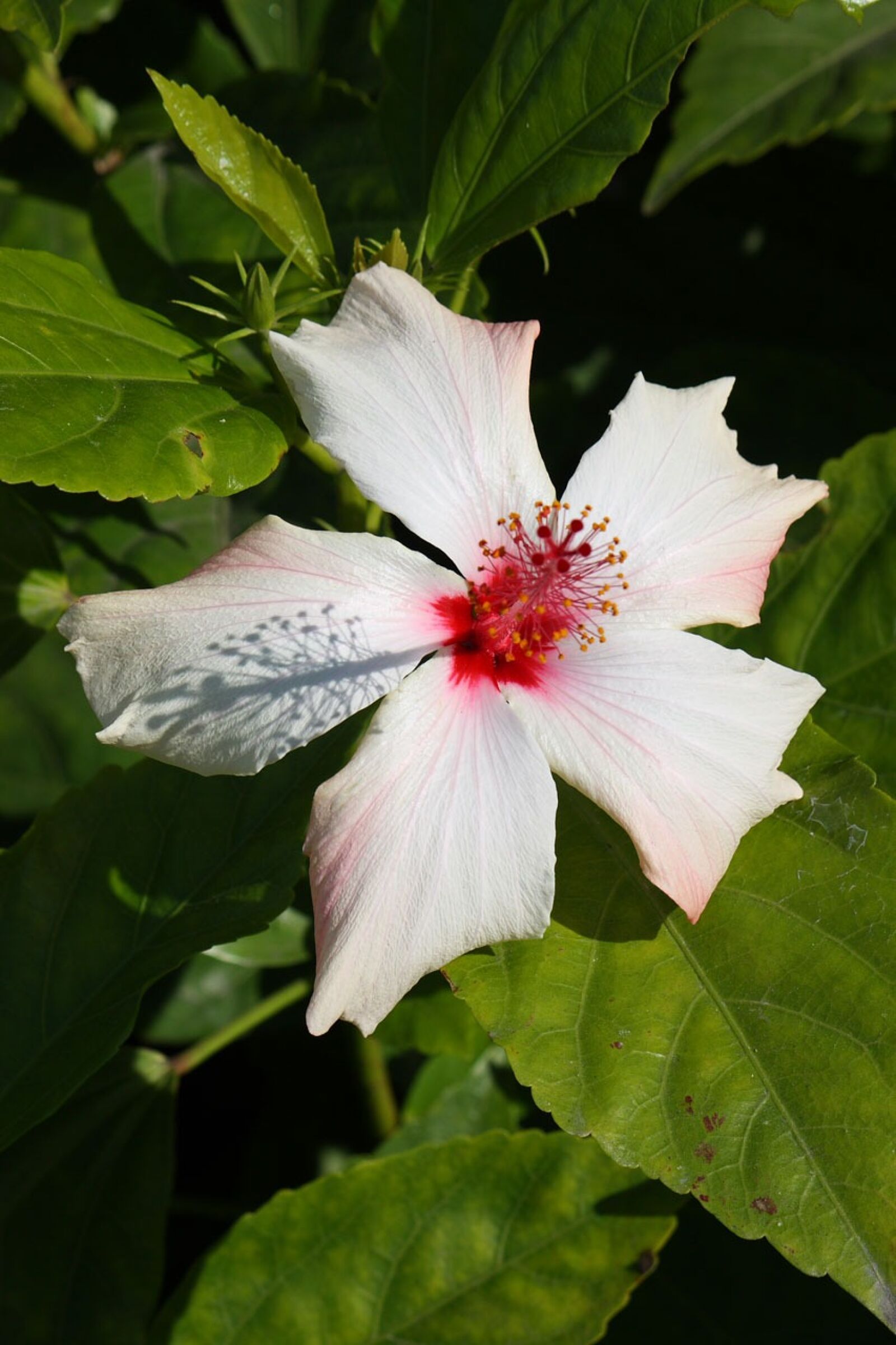 Canon EOS 450D (EOS Rebel XSi / EOS Kiss X2) sample photo. Hibiscus, flower, bloom photography