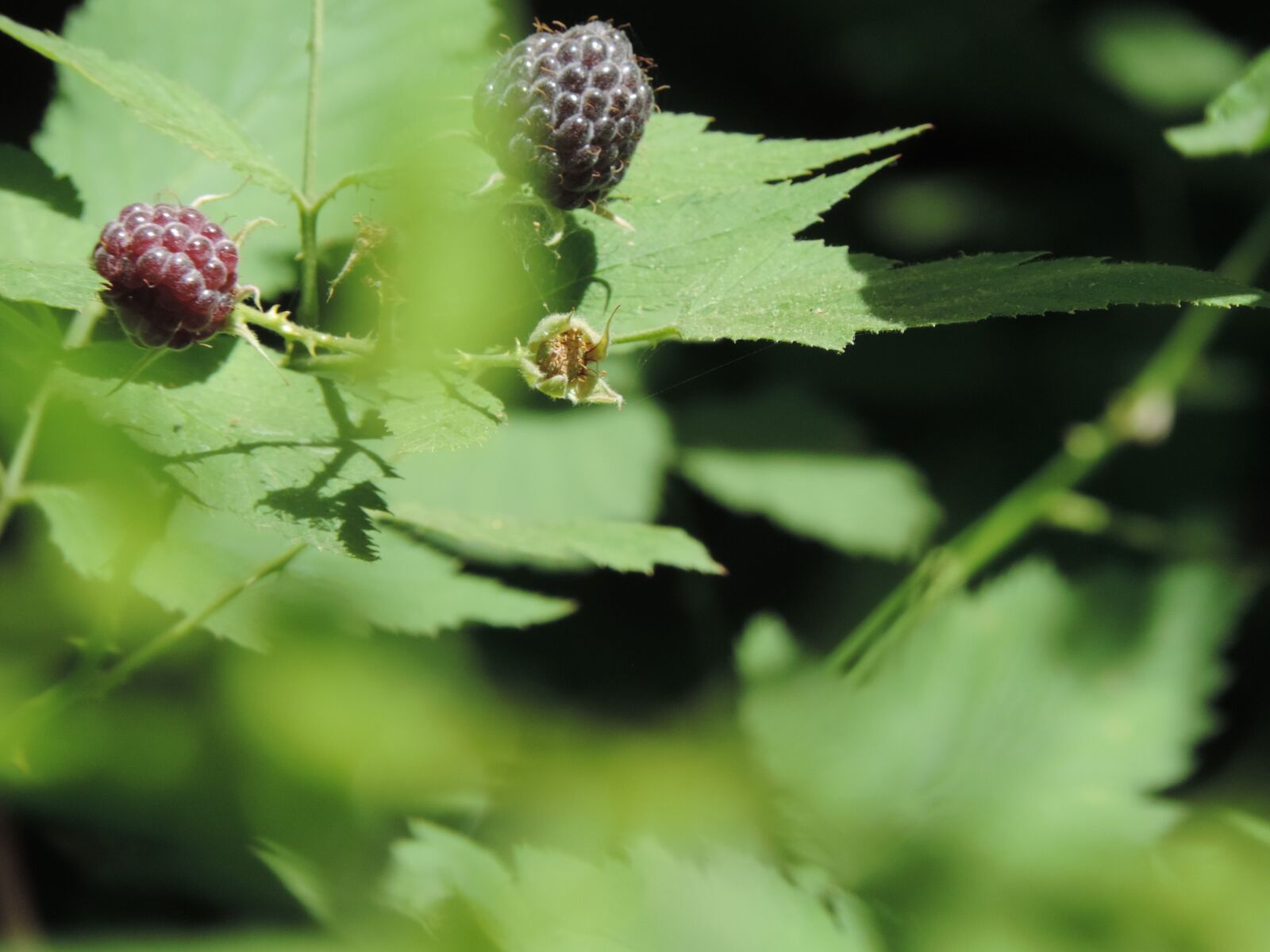 Nikon Coolpix P520 sample photo. Wild raspberries, sweet, fresh photography