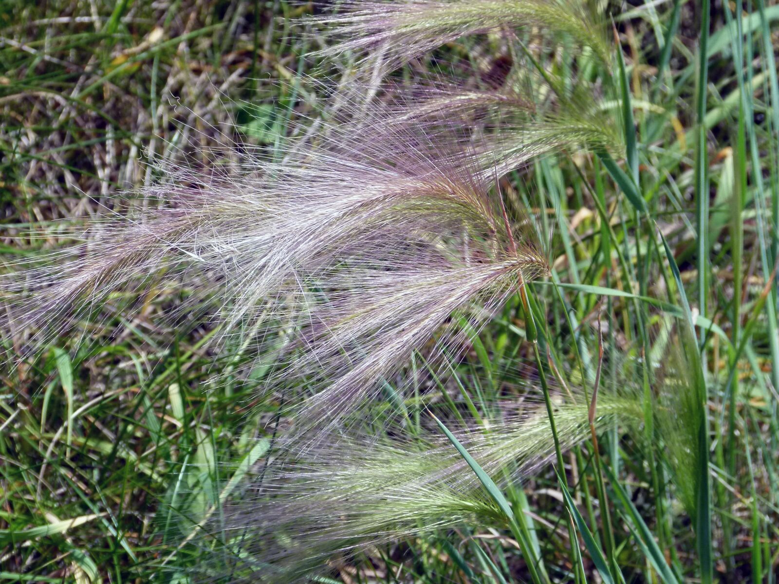 Panasonic Lumix DMC-FZ100 sample photo. Grass, plants, alpine photography