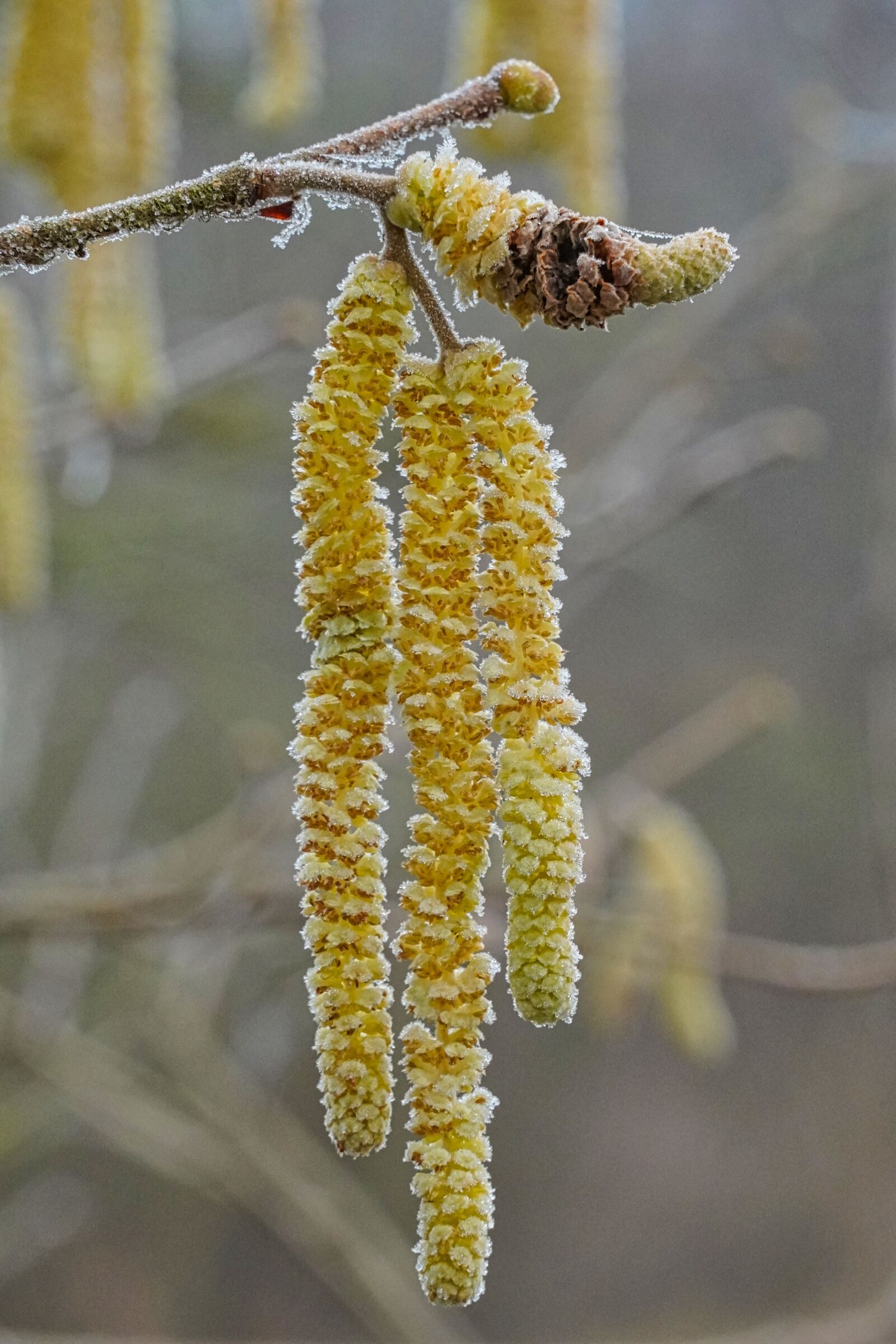 Sony a6400 sample photo. Hazel, alder, pollen photography