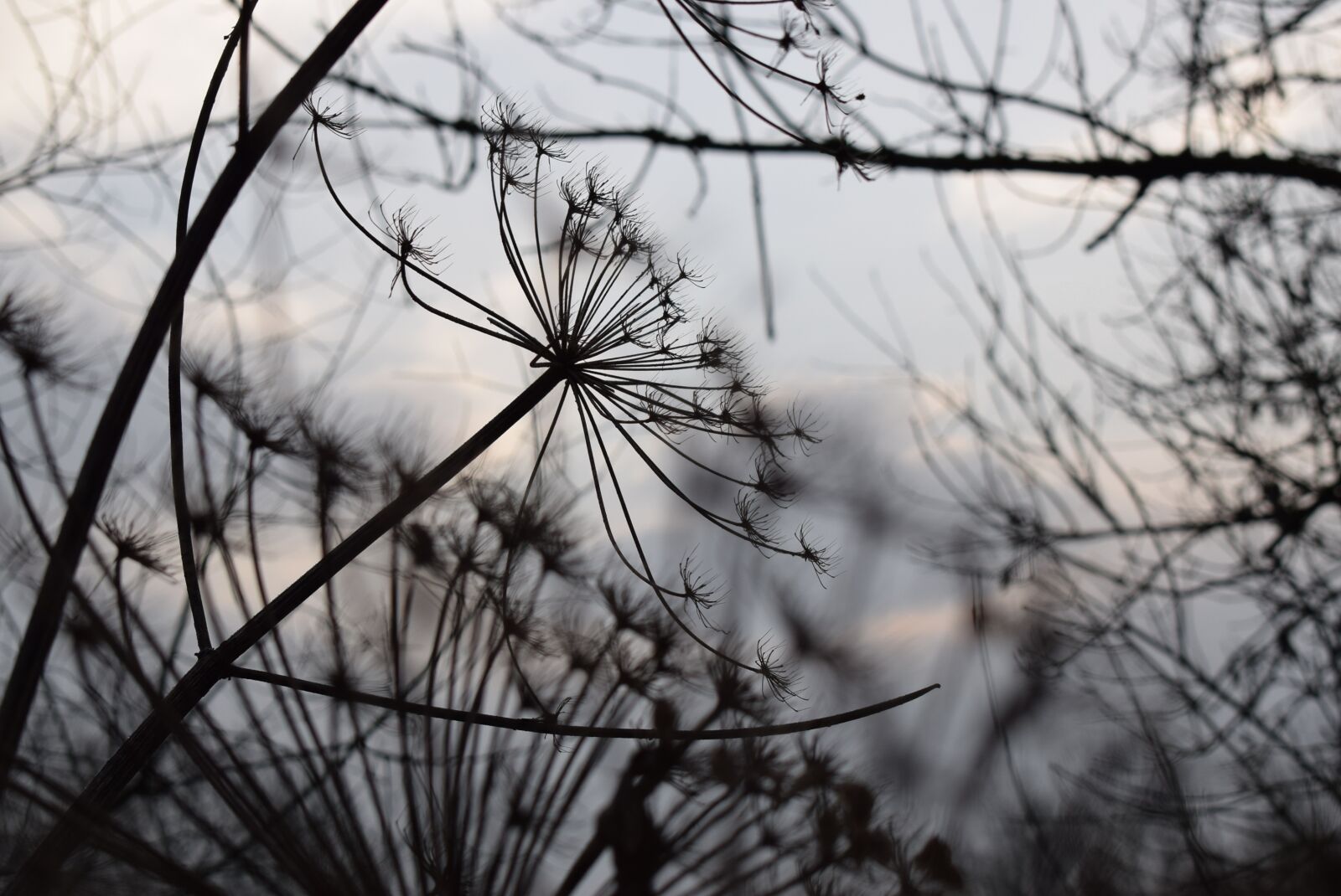 Nikon D5300 sample photo. Winter, tree, nature photography
