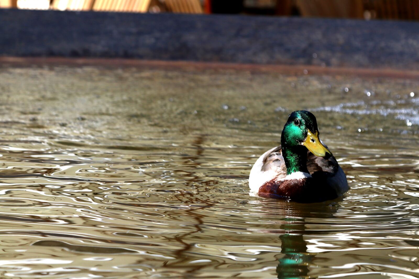 Canon EOS 70D + Canon EF 24-105mm F4L IS USM sample photo. Duck, fountain, constance photography