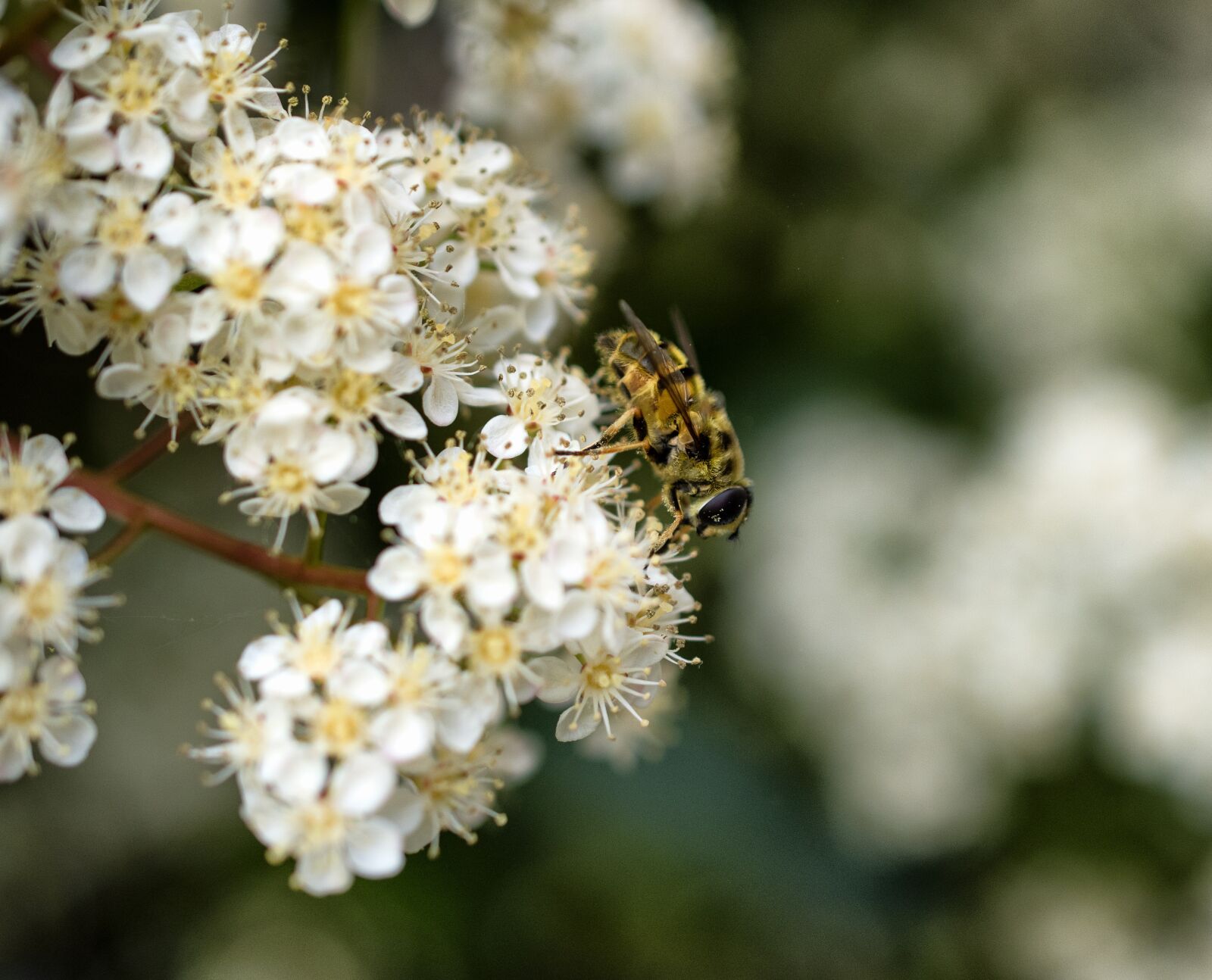Nikon D5600 sample photo. Bee, flower, forage photography