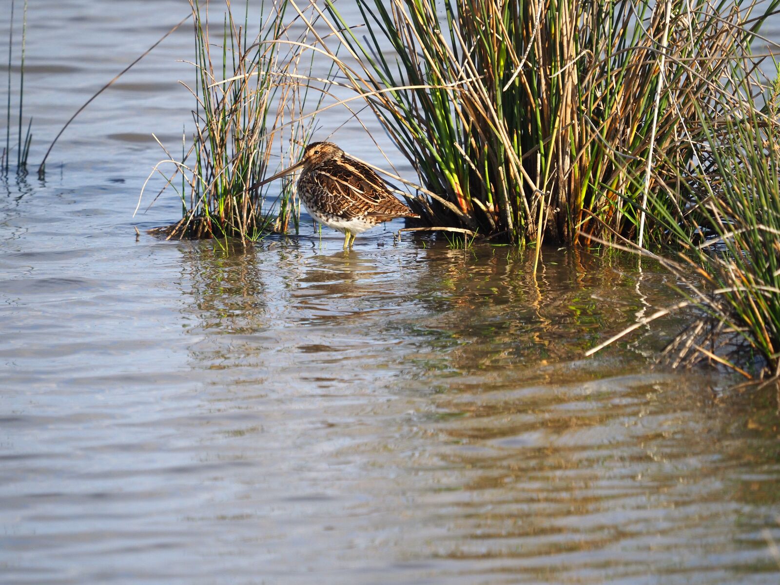 LEICA DG 100-400/F4.0-6.3 sample photo. Common snipe, mallorca, albufeira photography