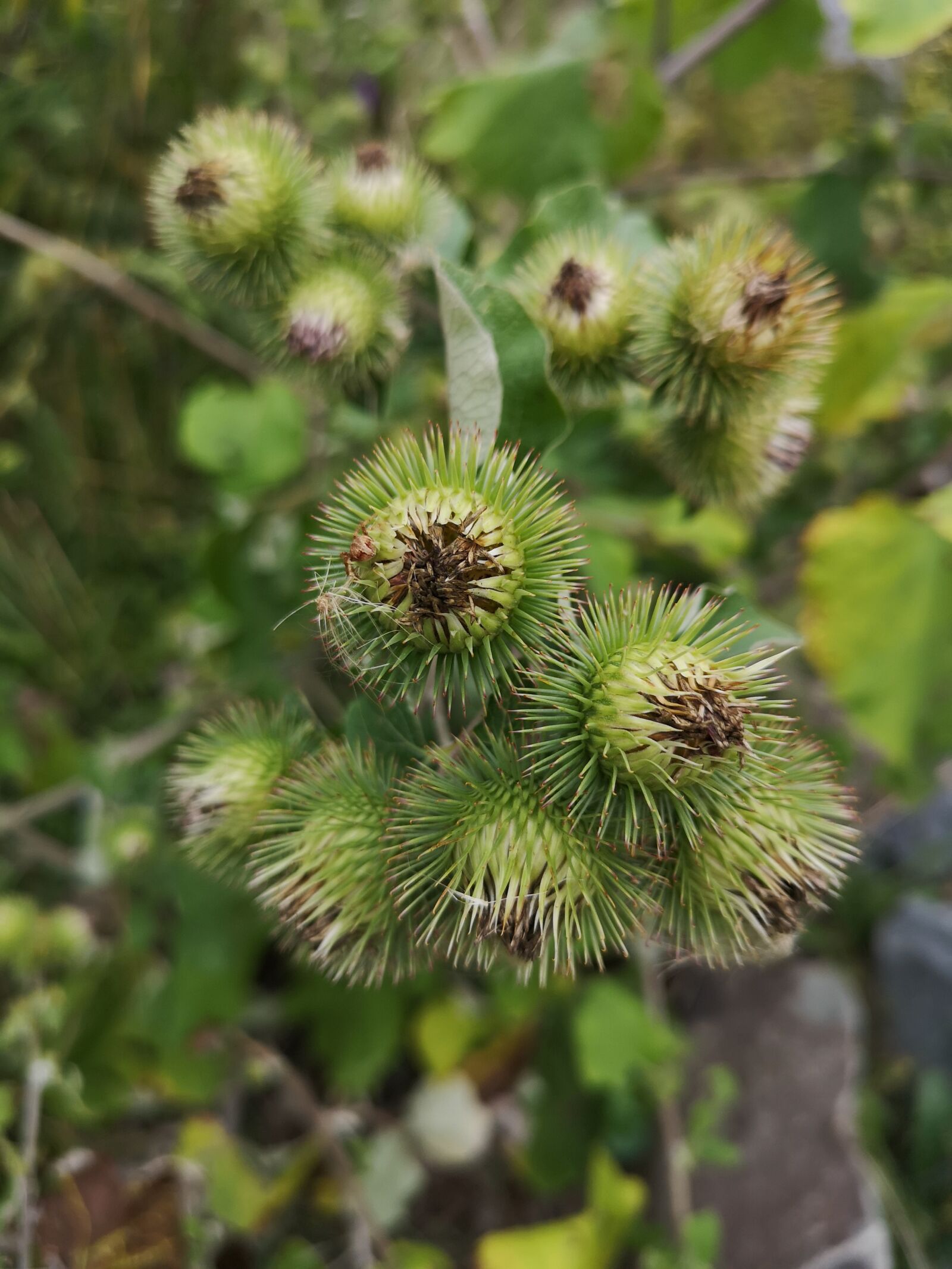 HUAWEI CLT-L29 sample photo. Plant, green, summer photography