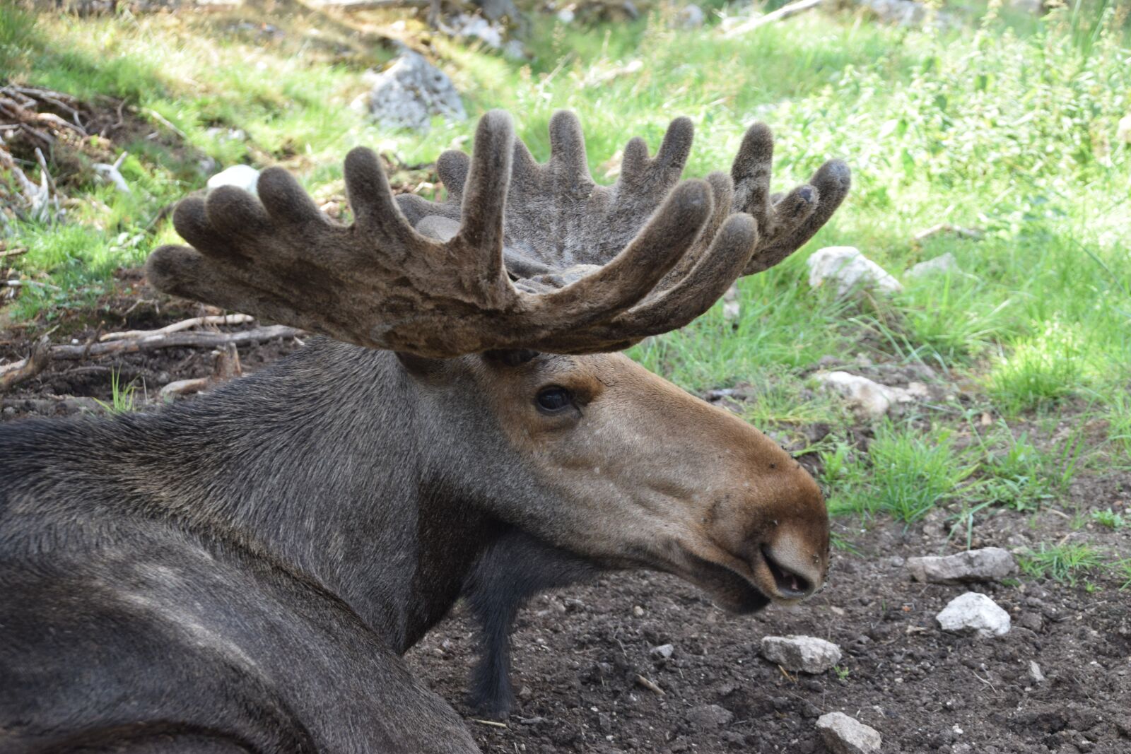 Nikon D5300 sample photo. Bull moose, moose, antler photography