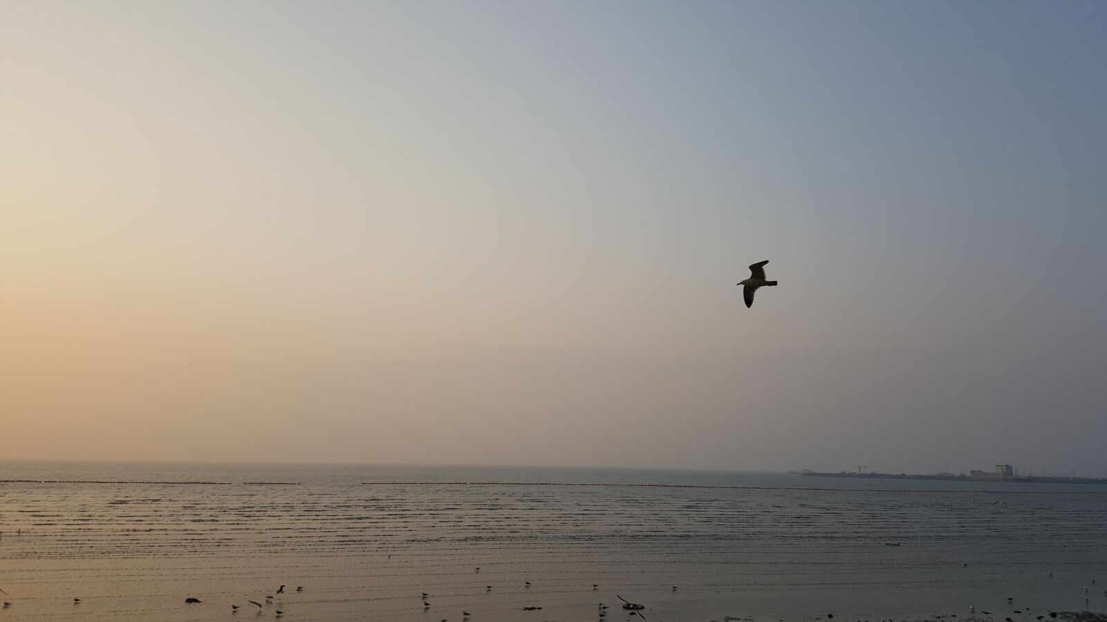 Samsung Galaxy Note5 sample photo. West sea, sunset, seagull photography