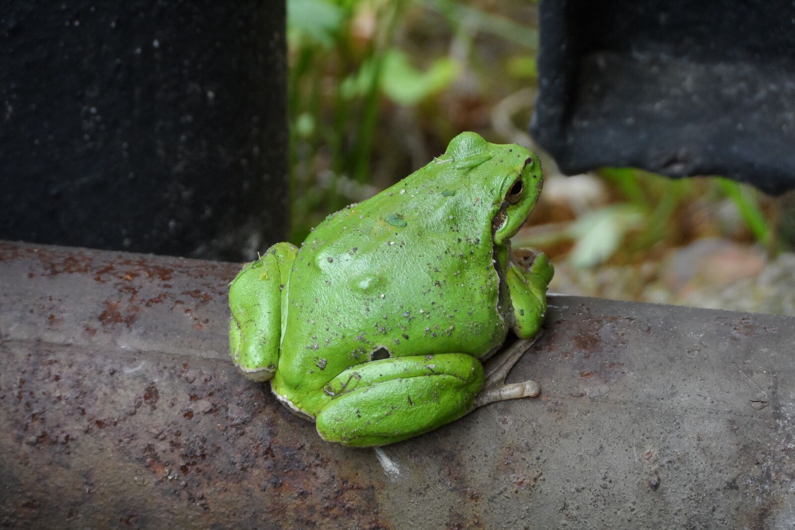 Samsung WB150 / WB150F / WB152 / WB152F / WB151 / WB151F / WB140 sample photo. The frog, garden, nature photography