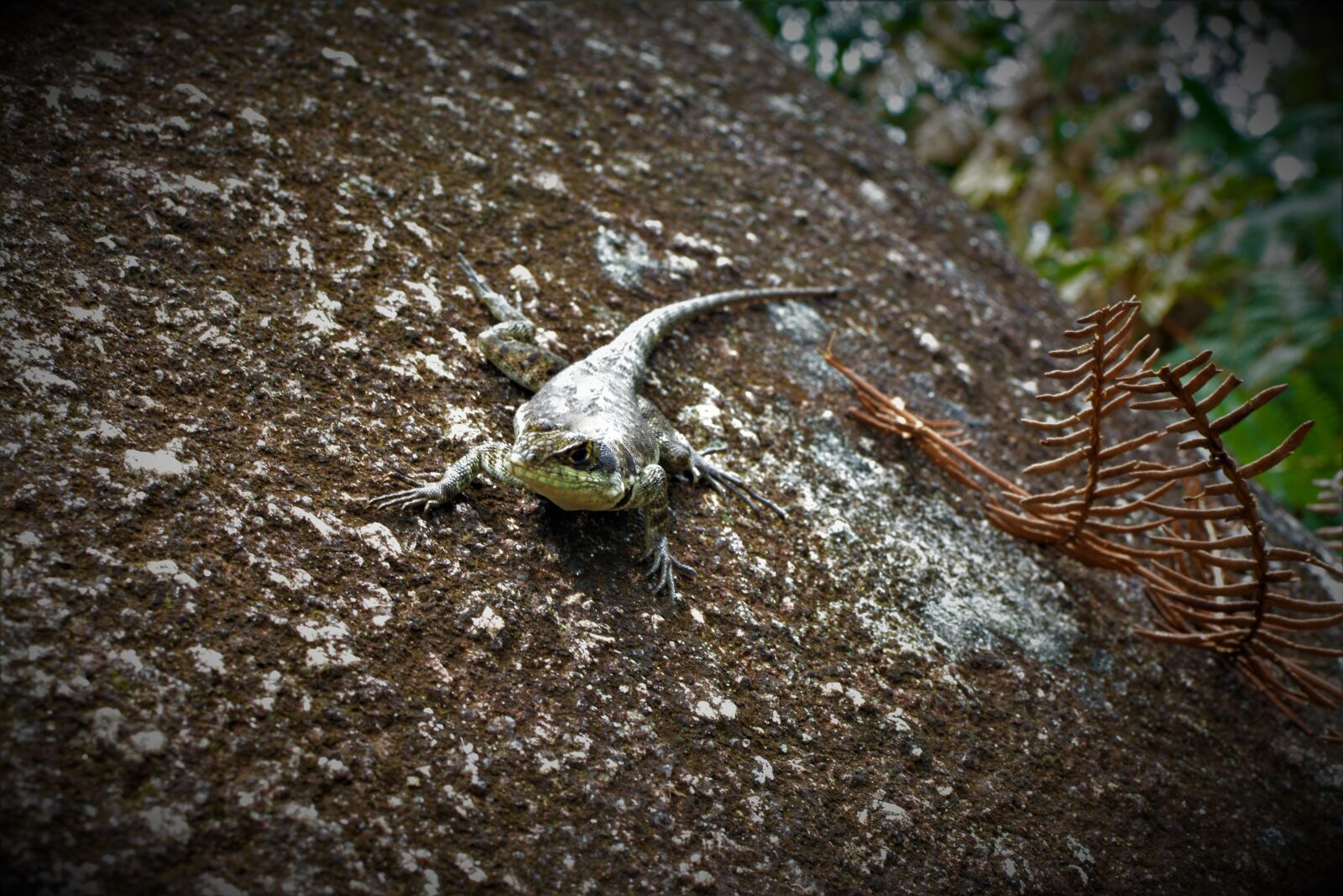 Nikon D5200 sample photo. Animals, lizard, camouflage photography
