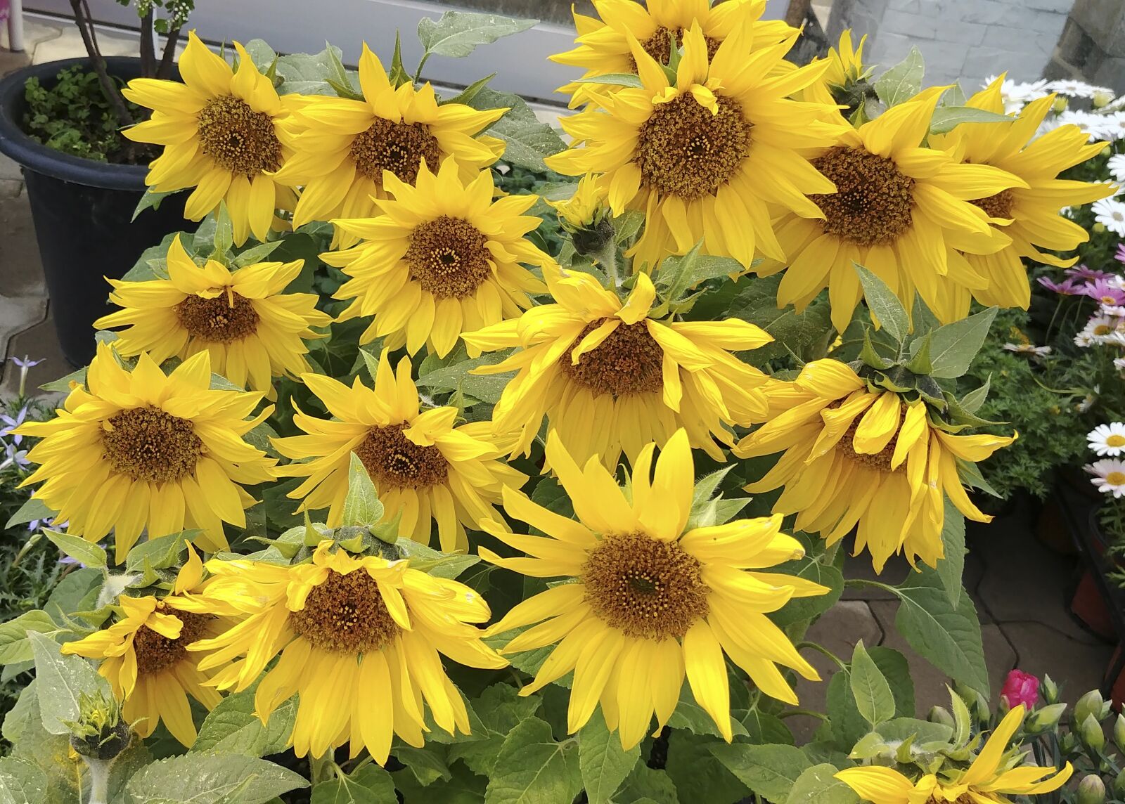 LG G6 sample photo. Sunflower, flowers, summer photography