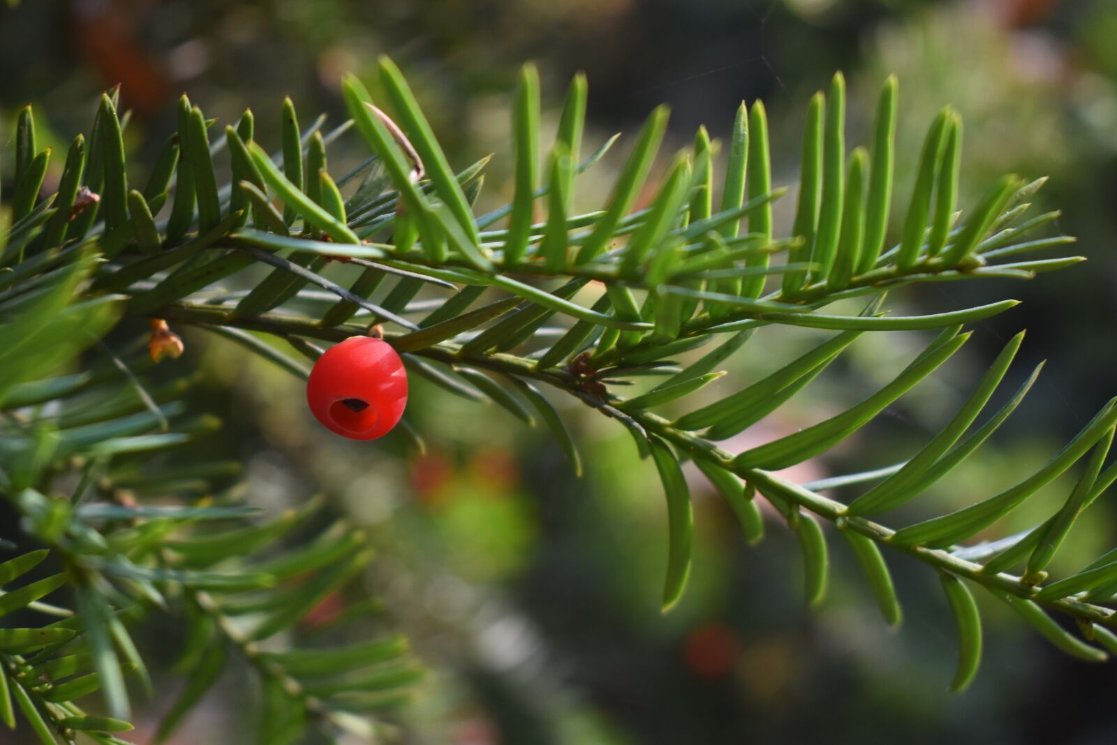 Nikon D7200 sample photo. Yew, berry, red photography