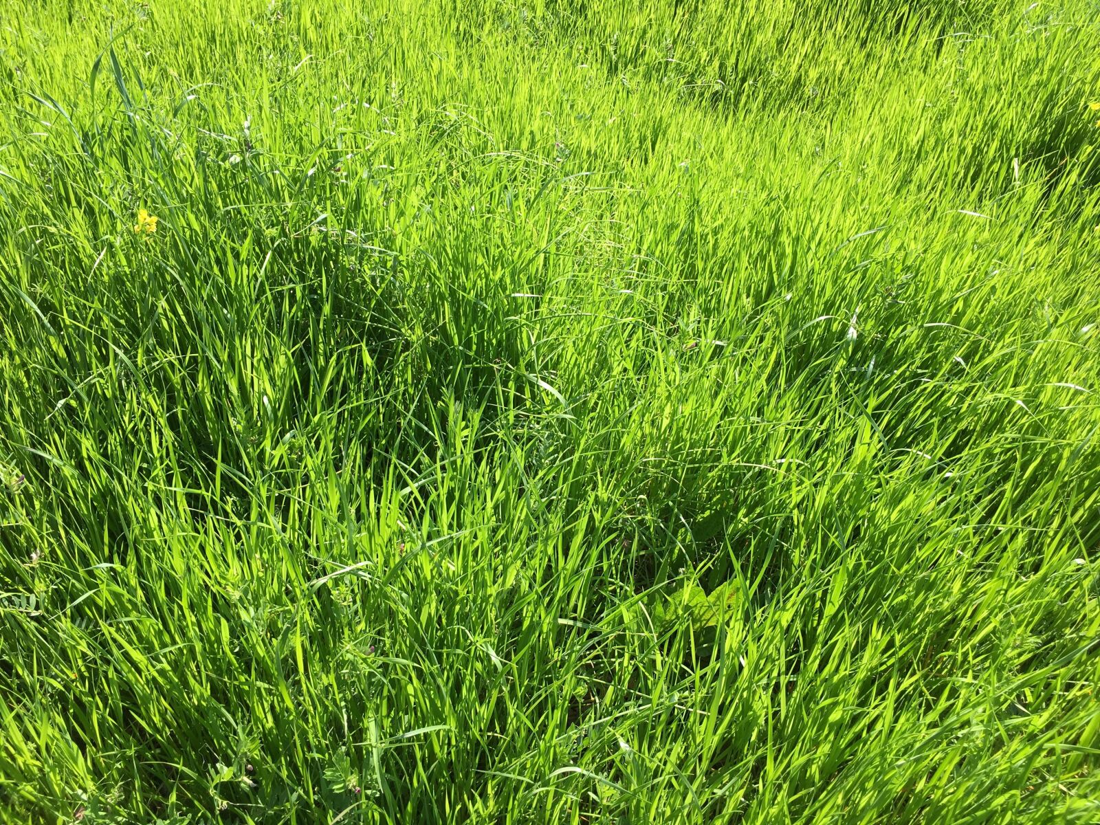 Apple iPhone 6s sample photo. Spring, green, energy photography