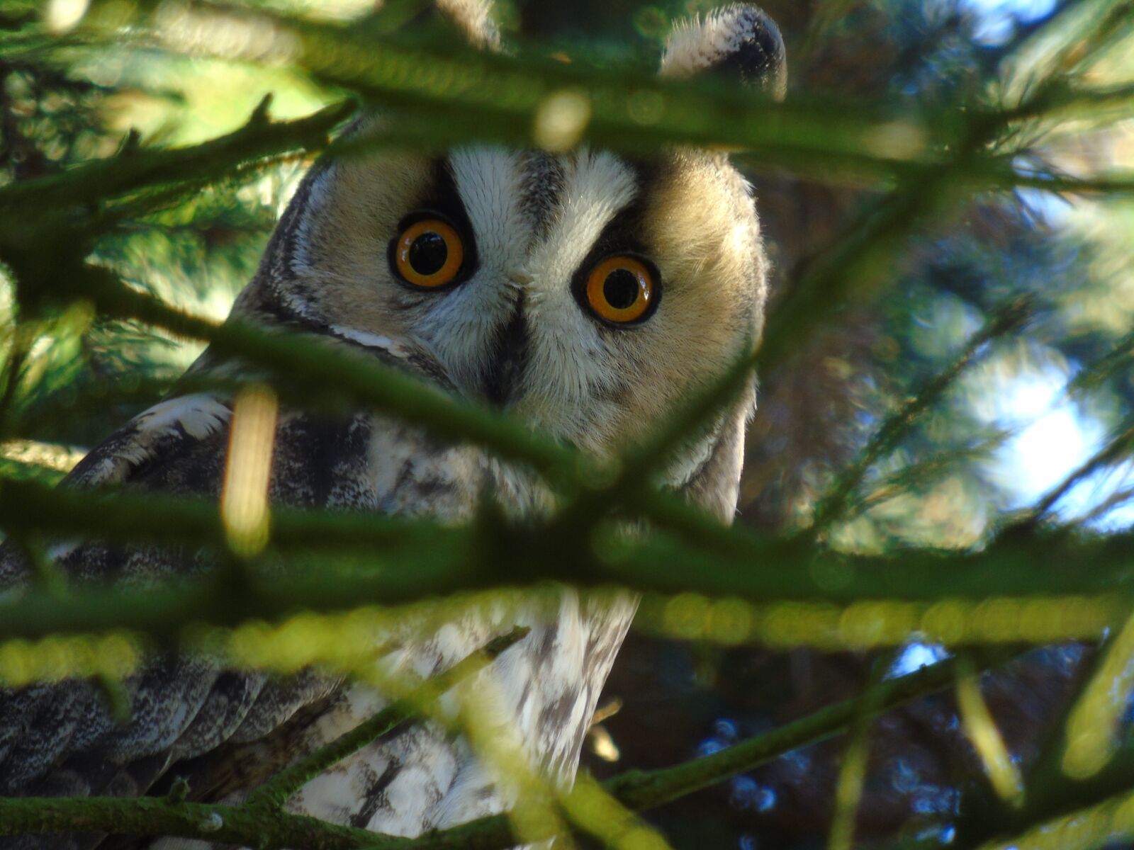 Sony Cyber-shot DSC-H400 sample photo. Owl, long eared owl photography